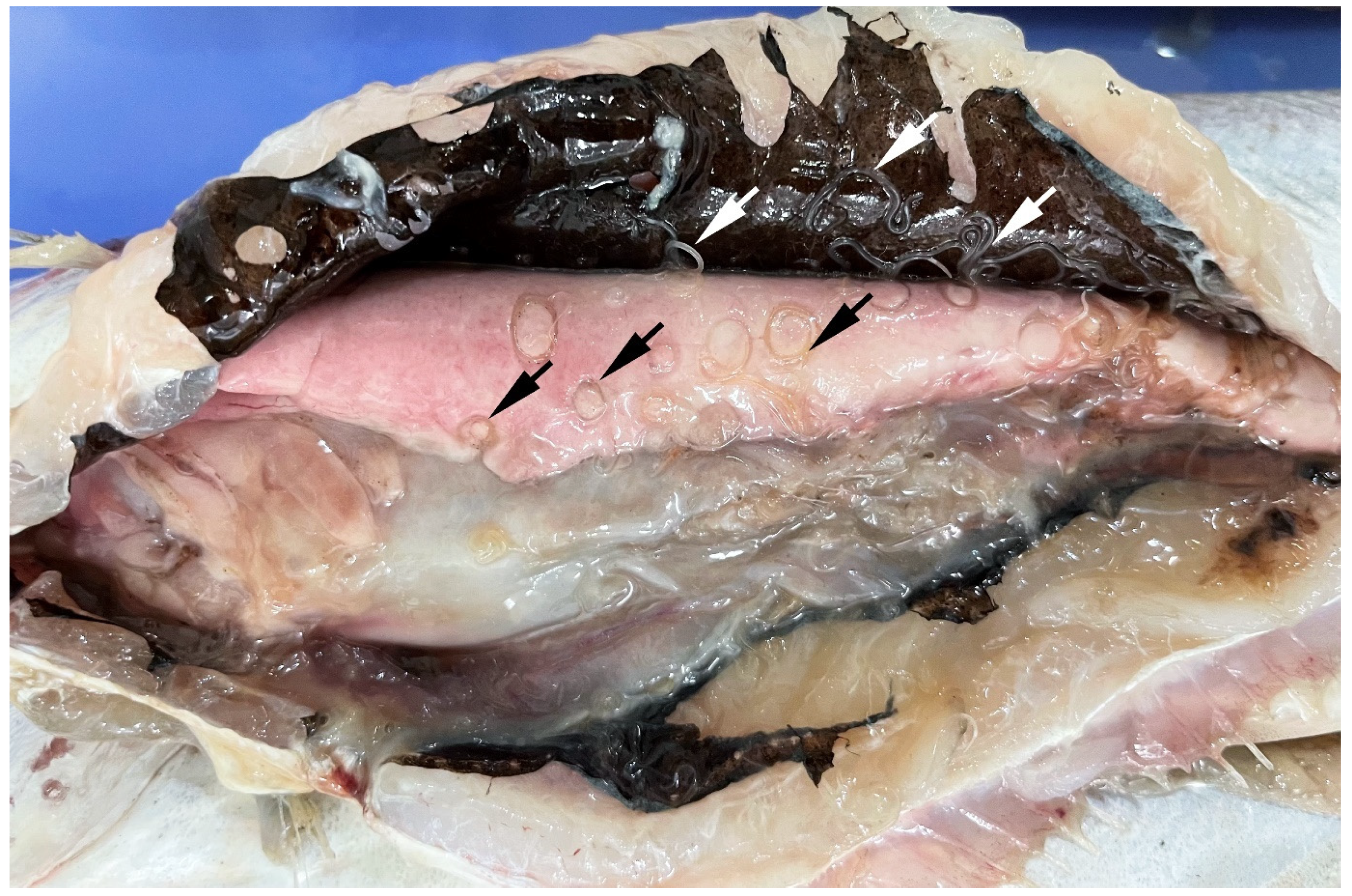 Pathogens 14 00217 g005 Pathogens 14 00217 g005