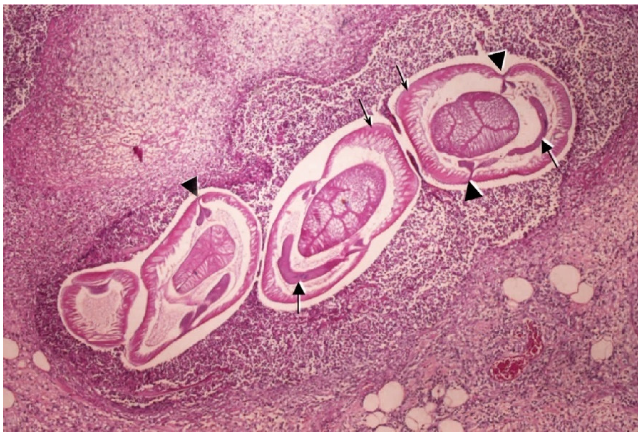 Pathogens 14 00217 g010 Pathogens 14 00217 g010