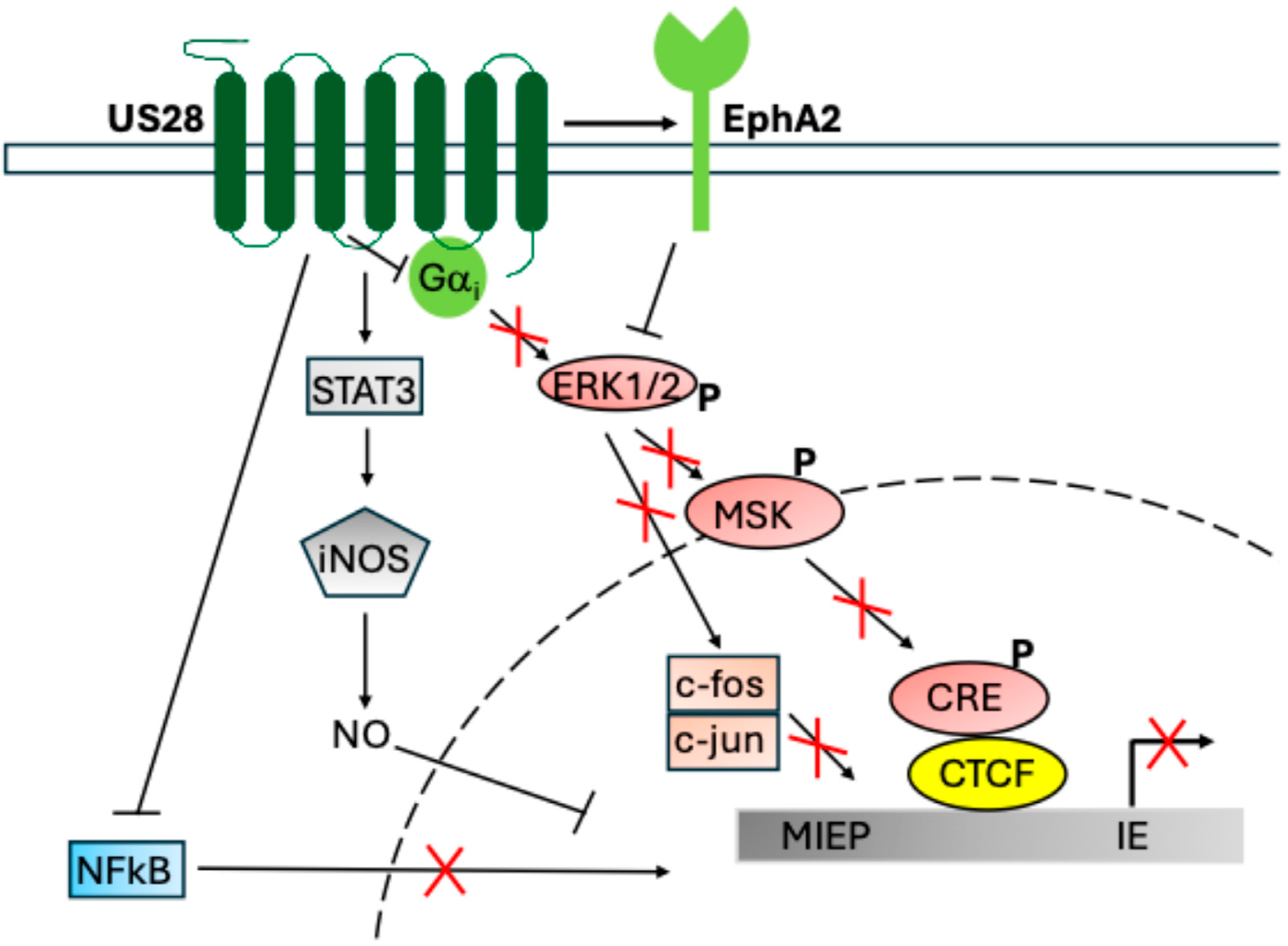Pathogens 14 00245 g002