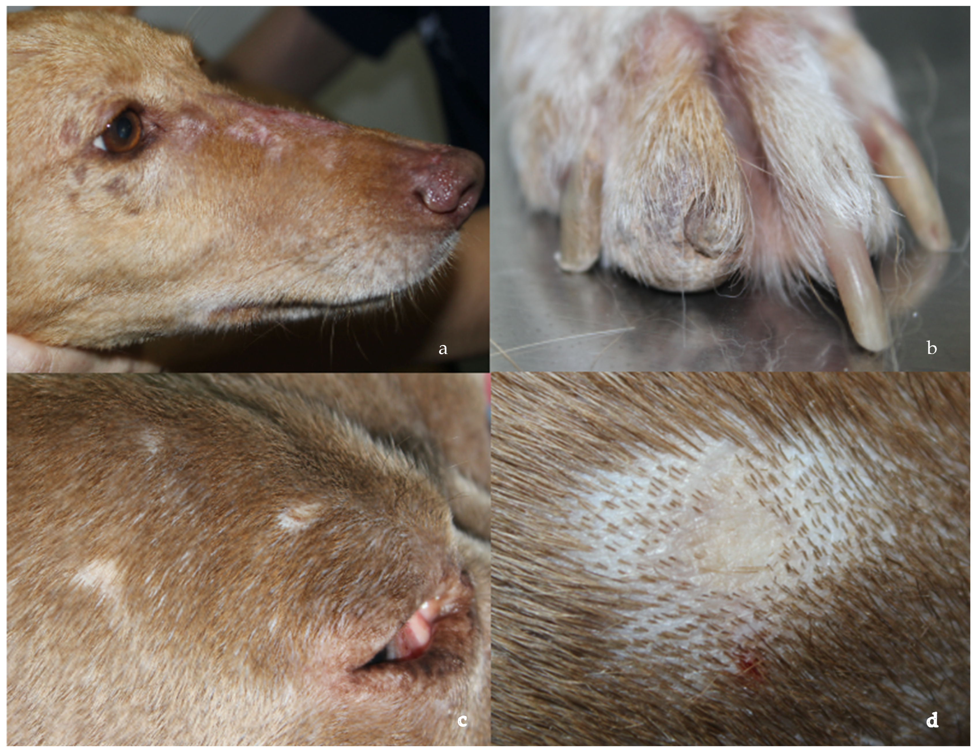 Pathogens 14 00246 g001