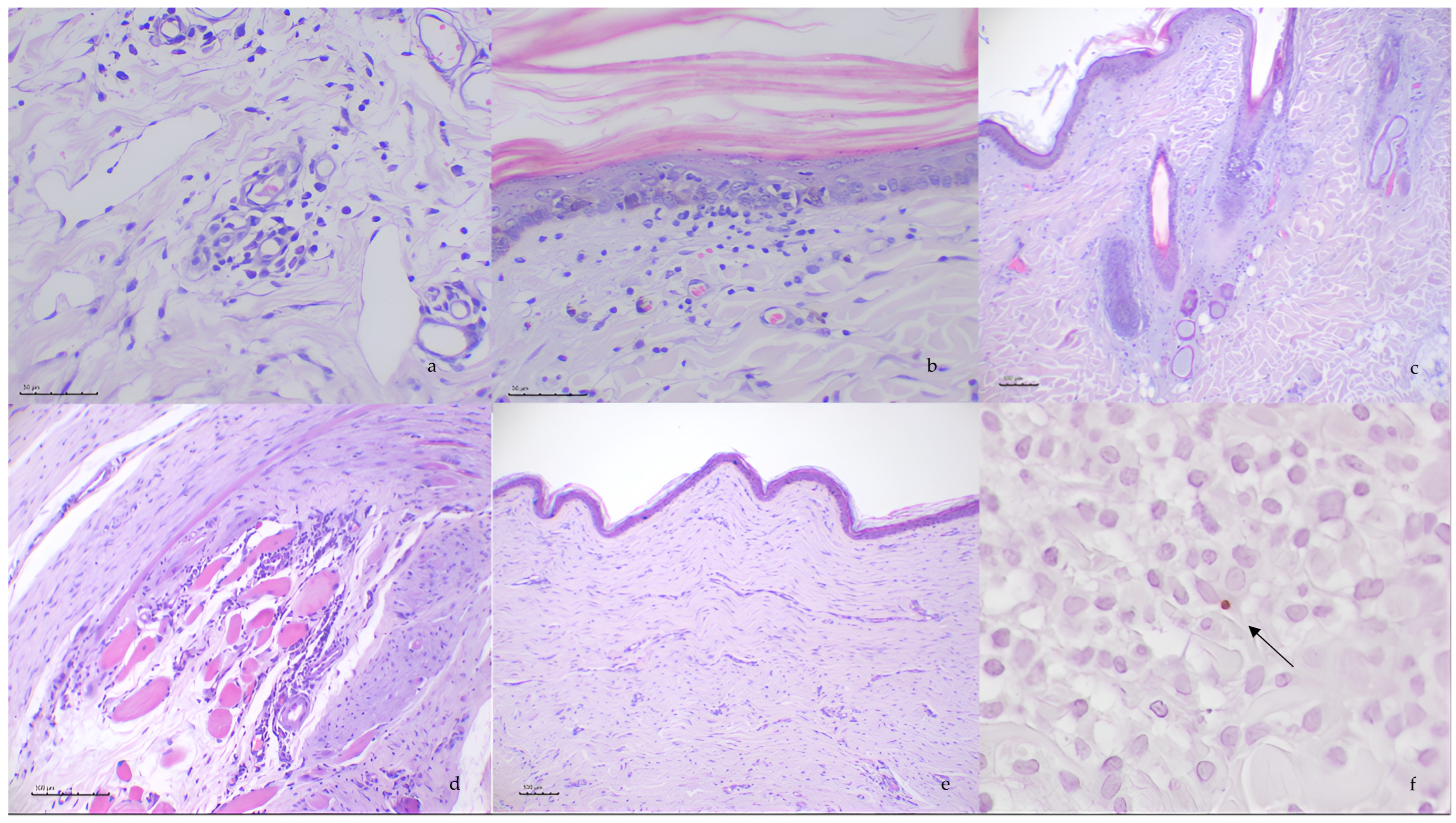 Pathogens 14 00246 g002