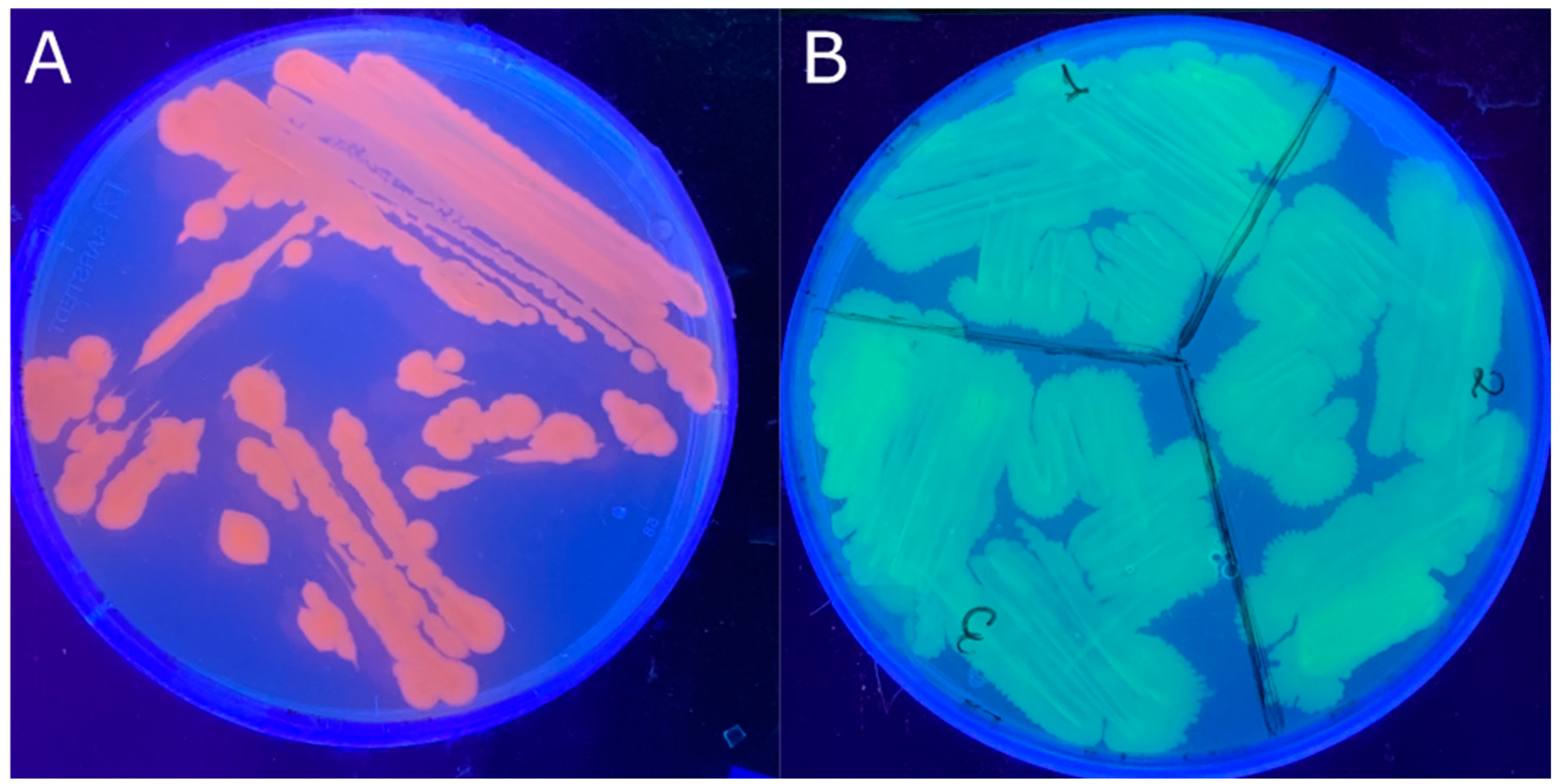 Pathogens 14 00247 g001