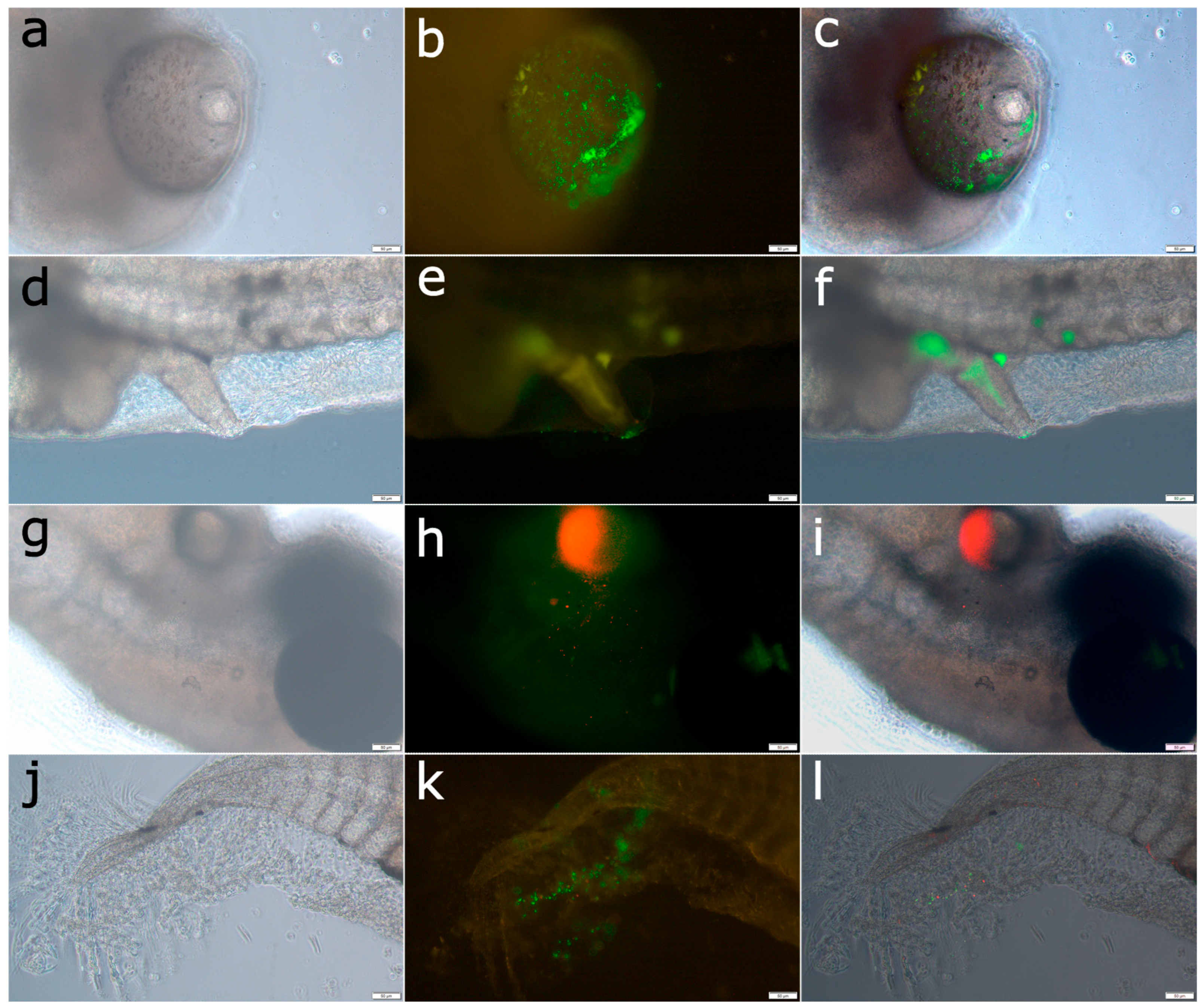 Pathogens 14 00247 g004