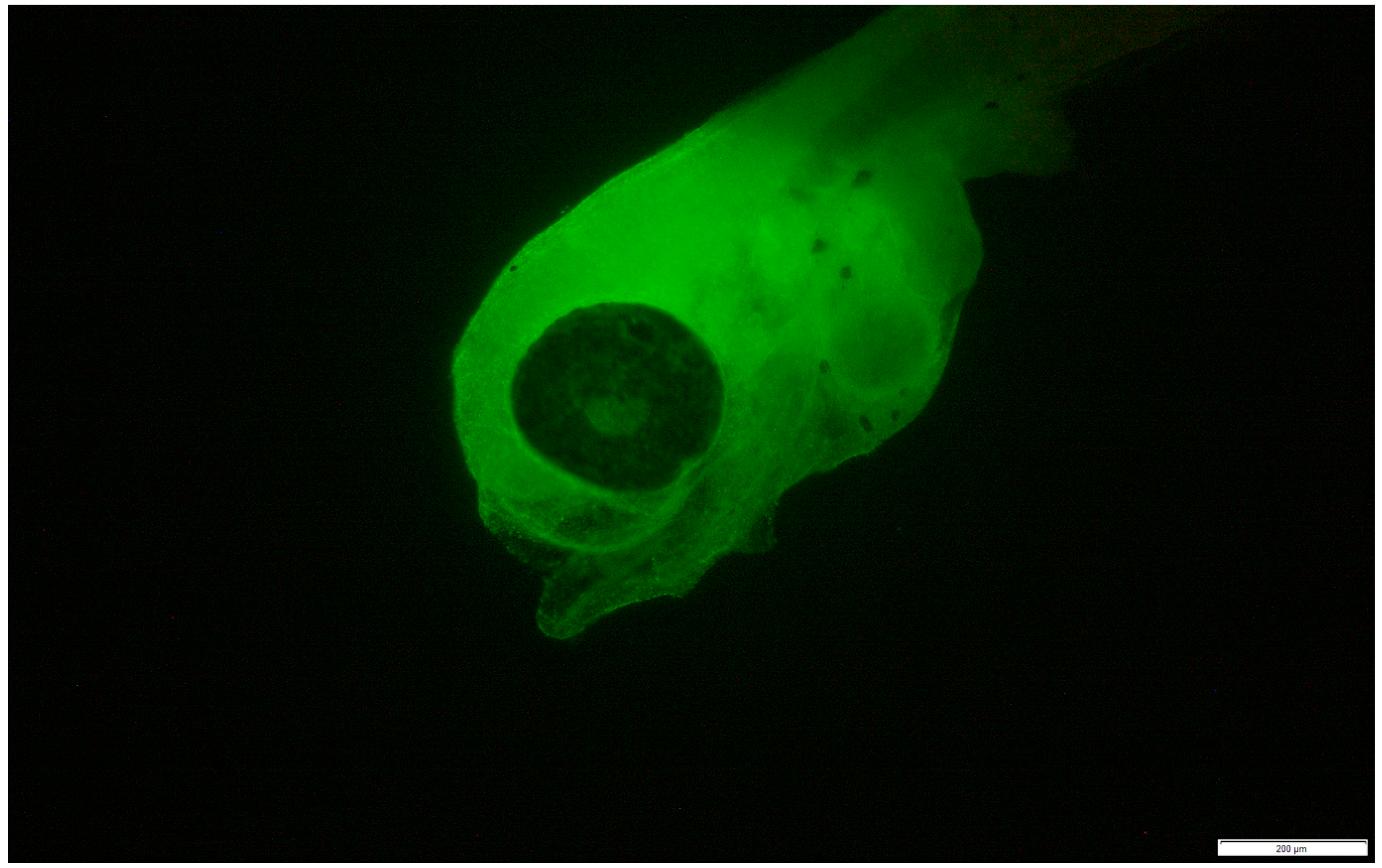 Pathogens 14 00247 g005