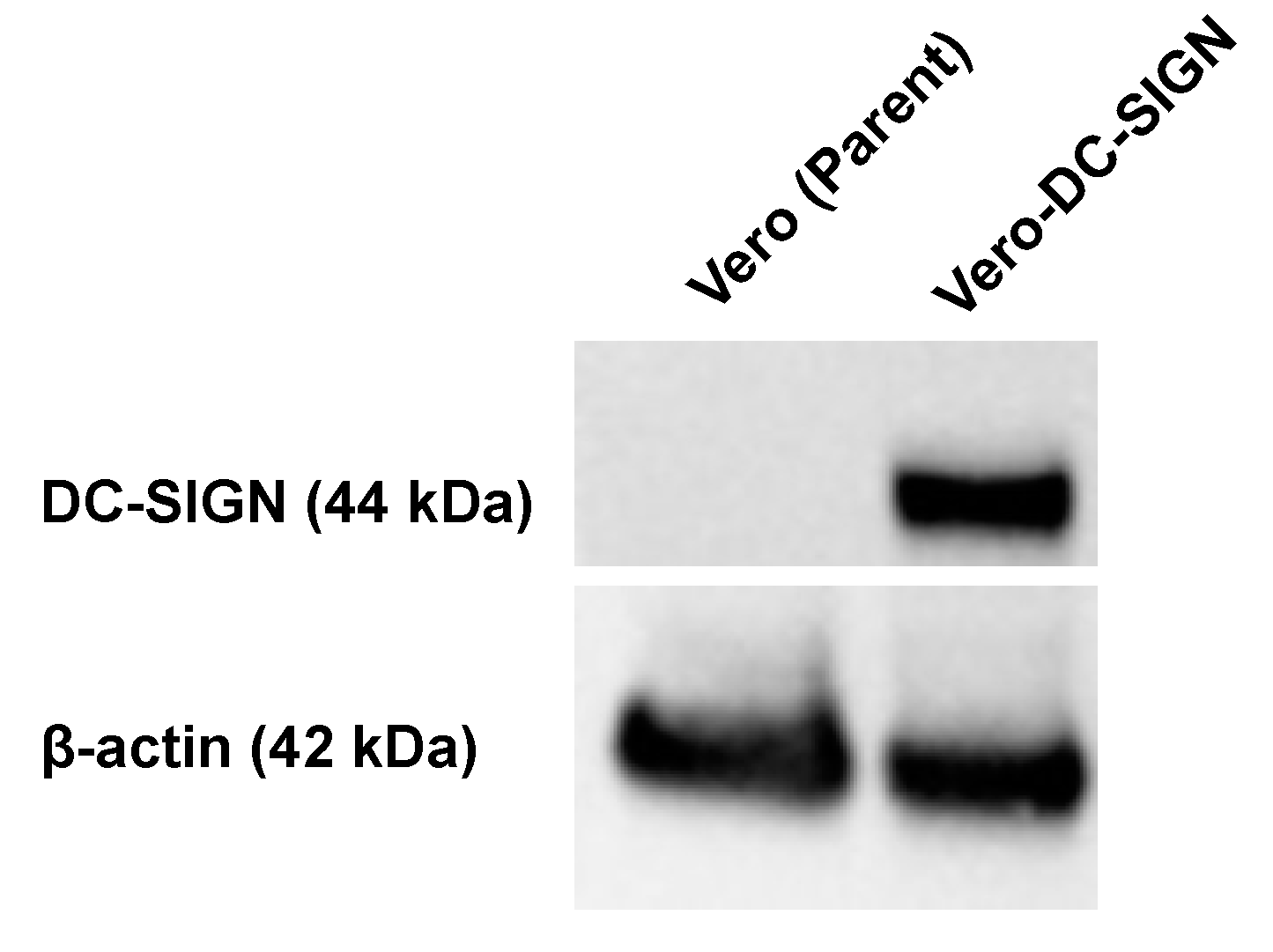 Pathogens 14 00254 g001