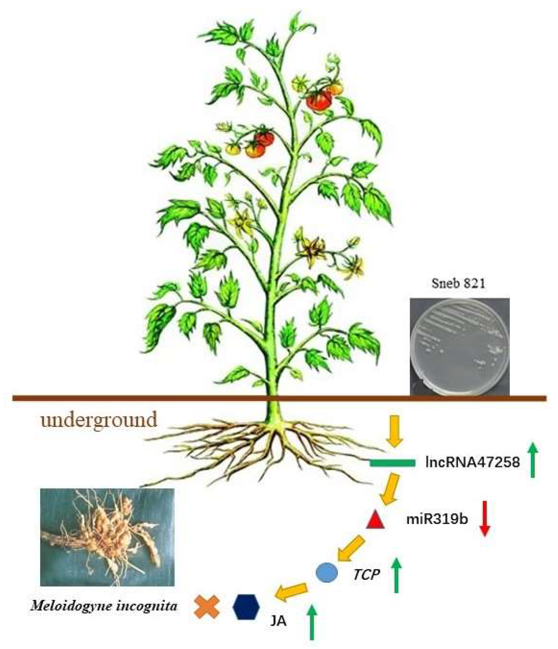Pathogens 14 00256 g007