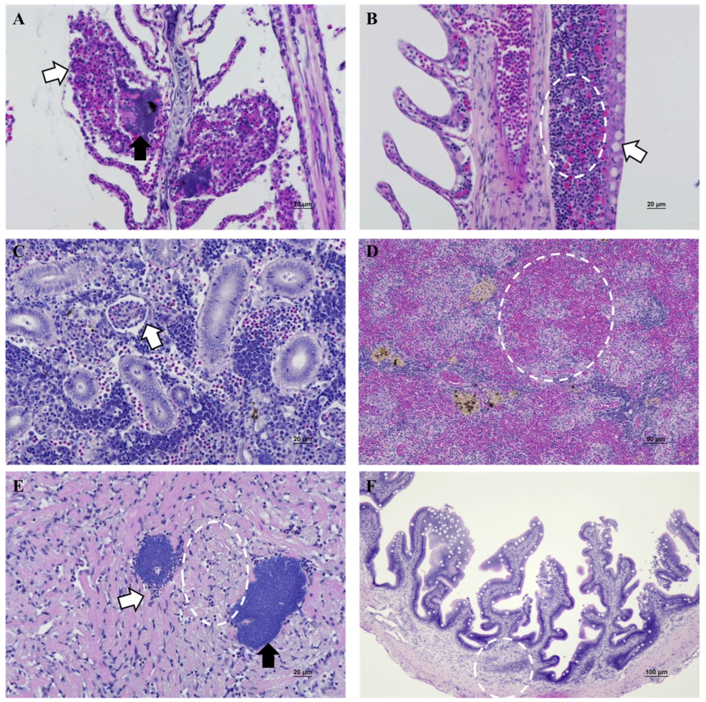 Pathogens 14 00257 g004