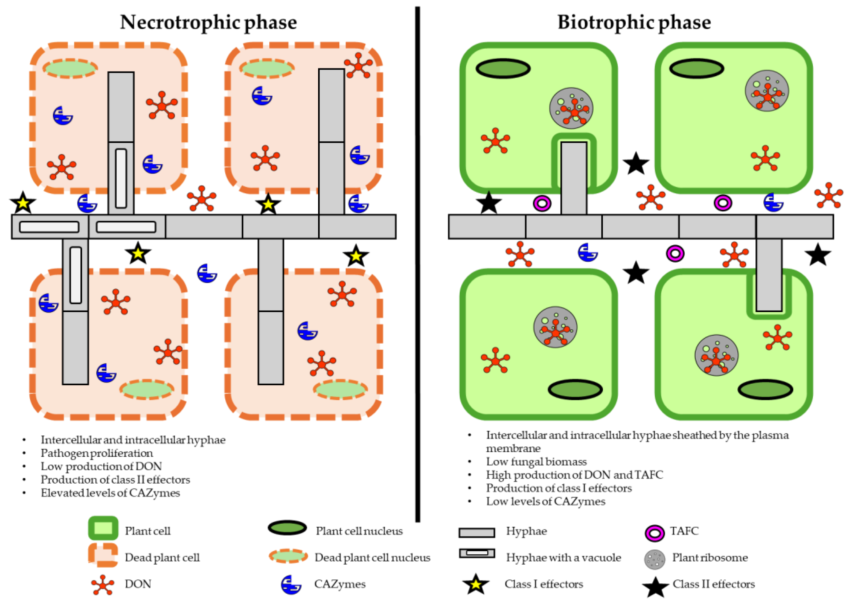Pathogens 14 00265 g001