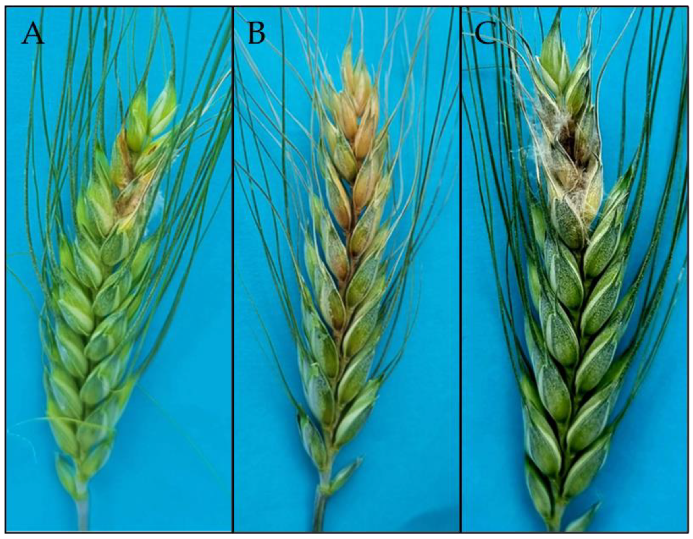 Pathogens 14 00265 g002