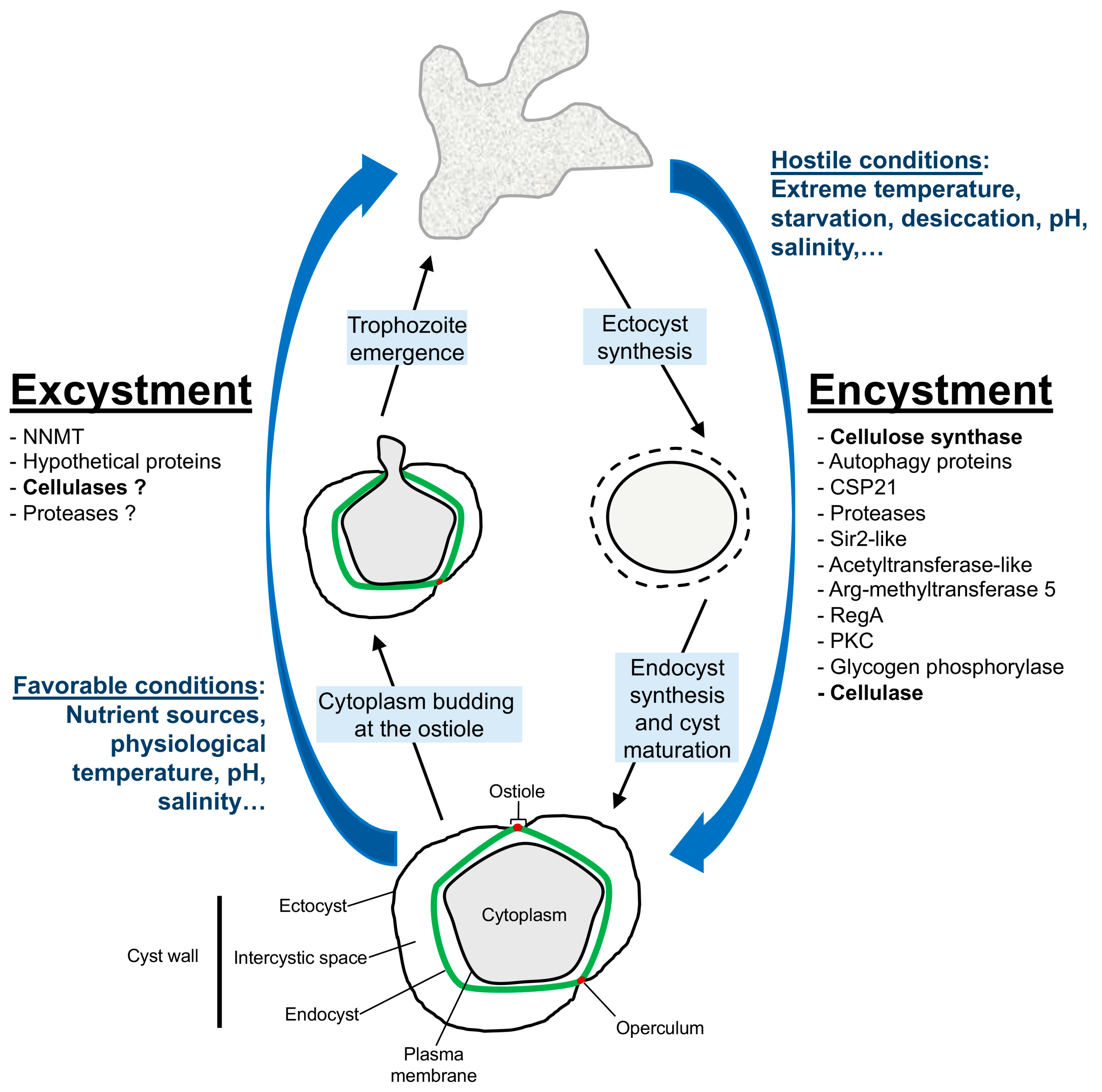 Pathogens 14 00268 g004