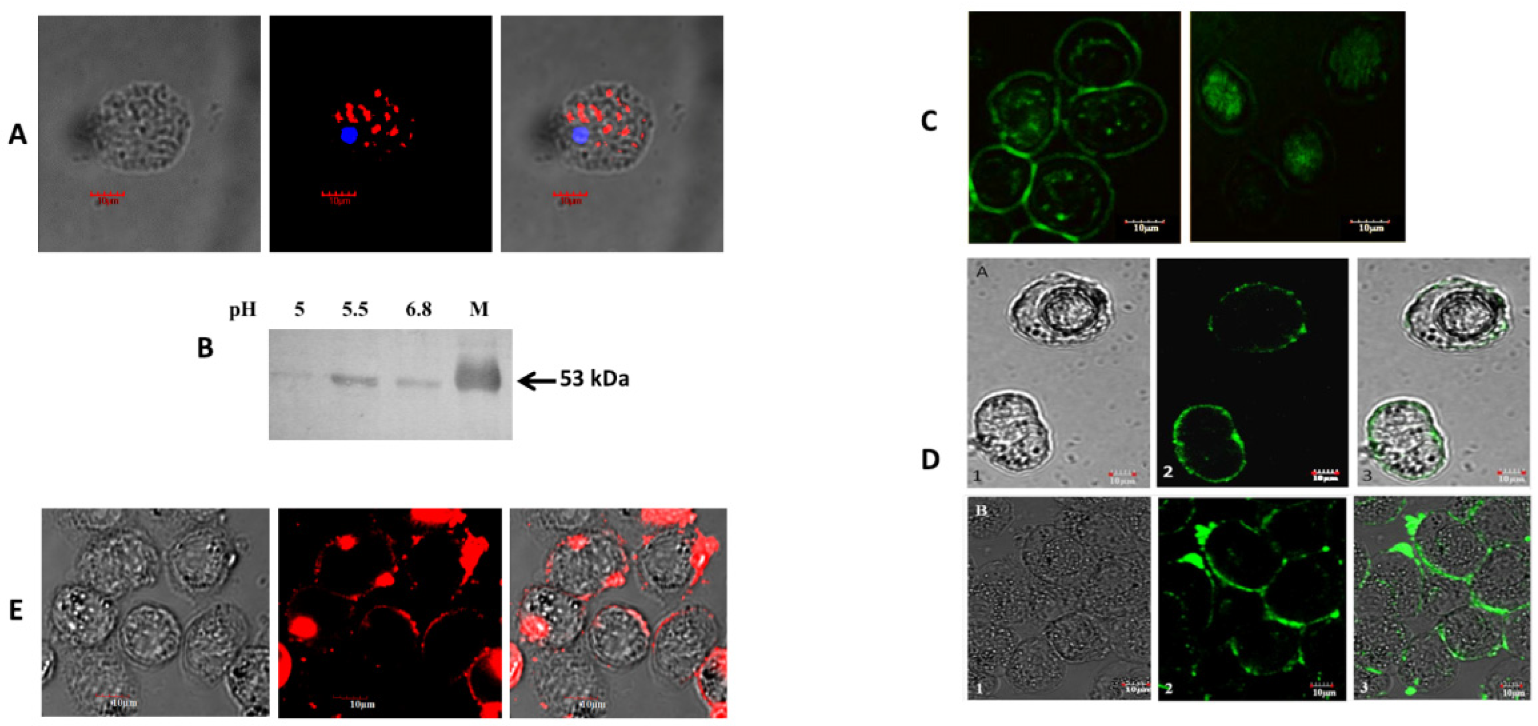 Pathogens 14 00277 g003