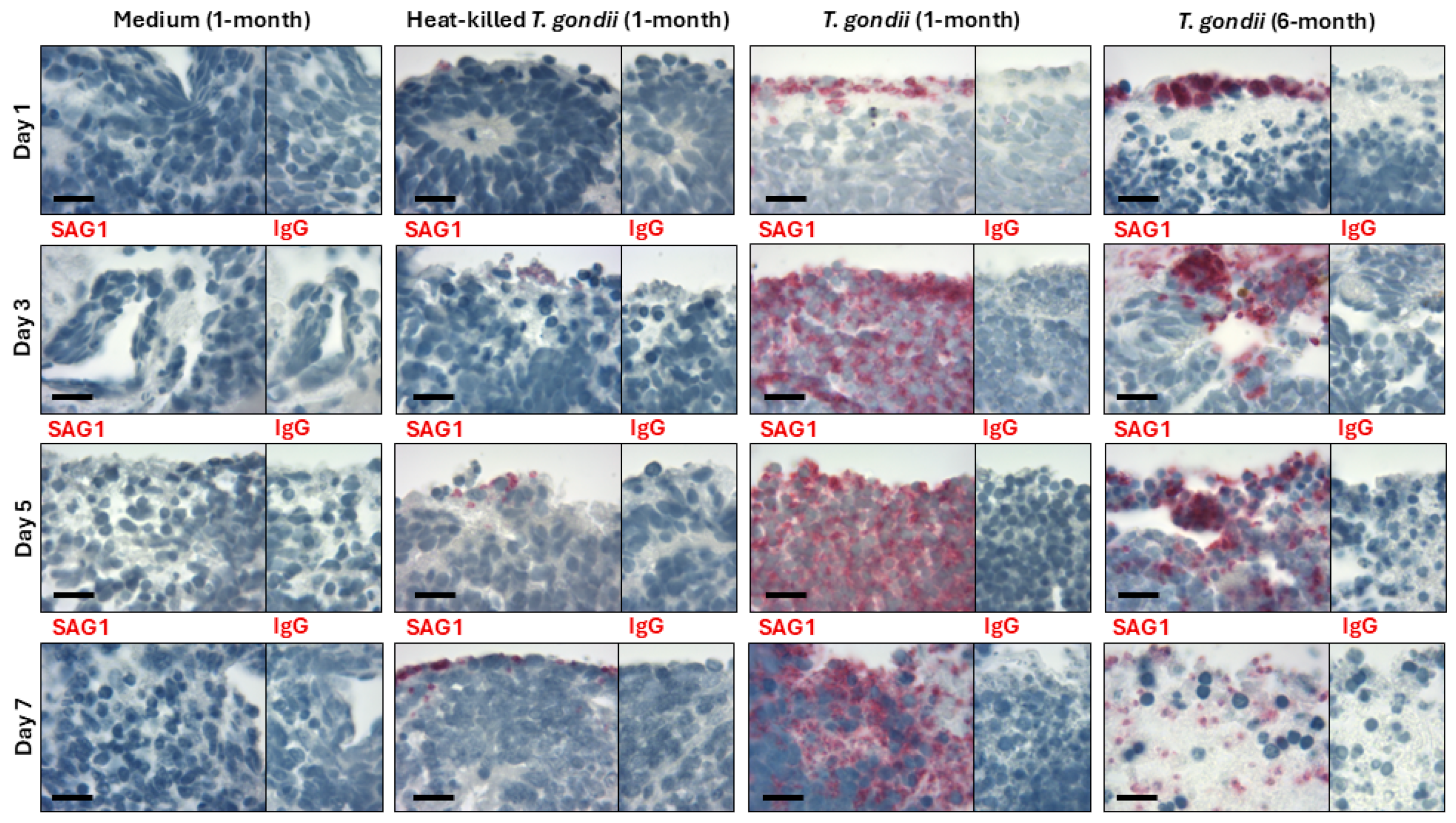 Pathogens 14 00286 g002