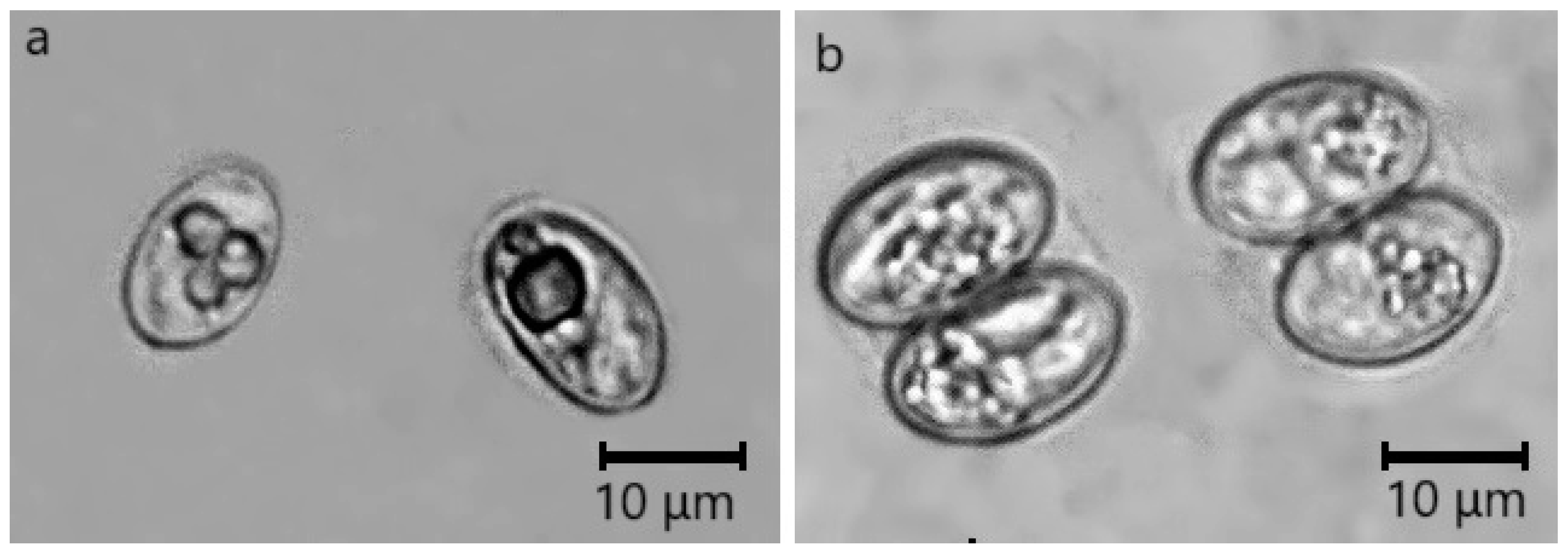 Pathogens 14 00288 g002