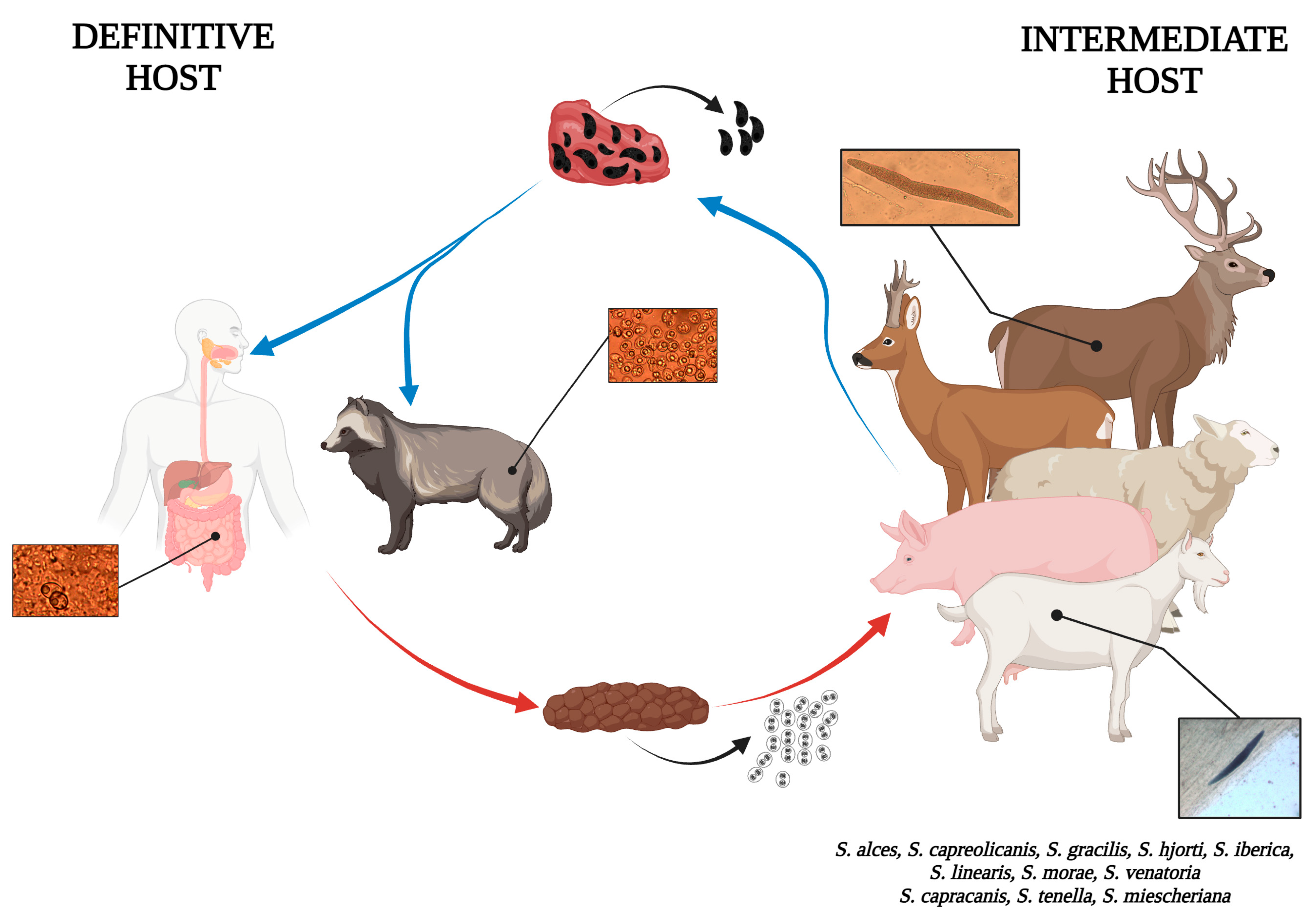 Pathogens 14 00288 g004