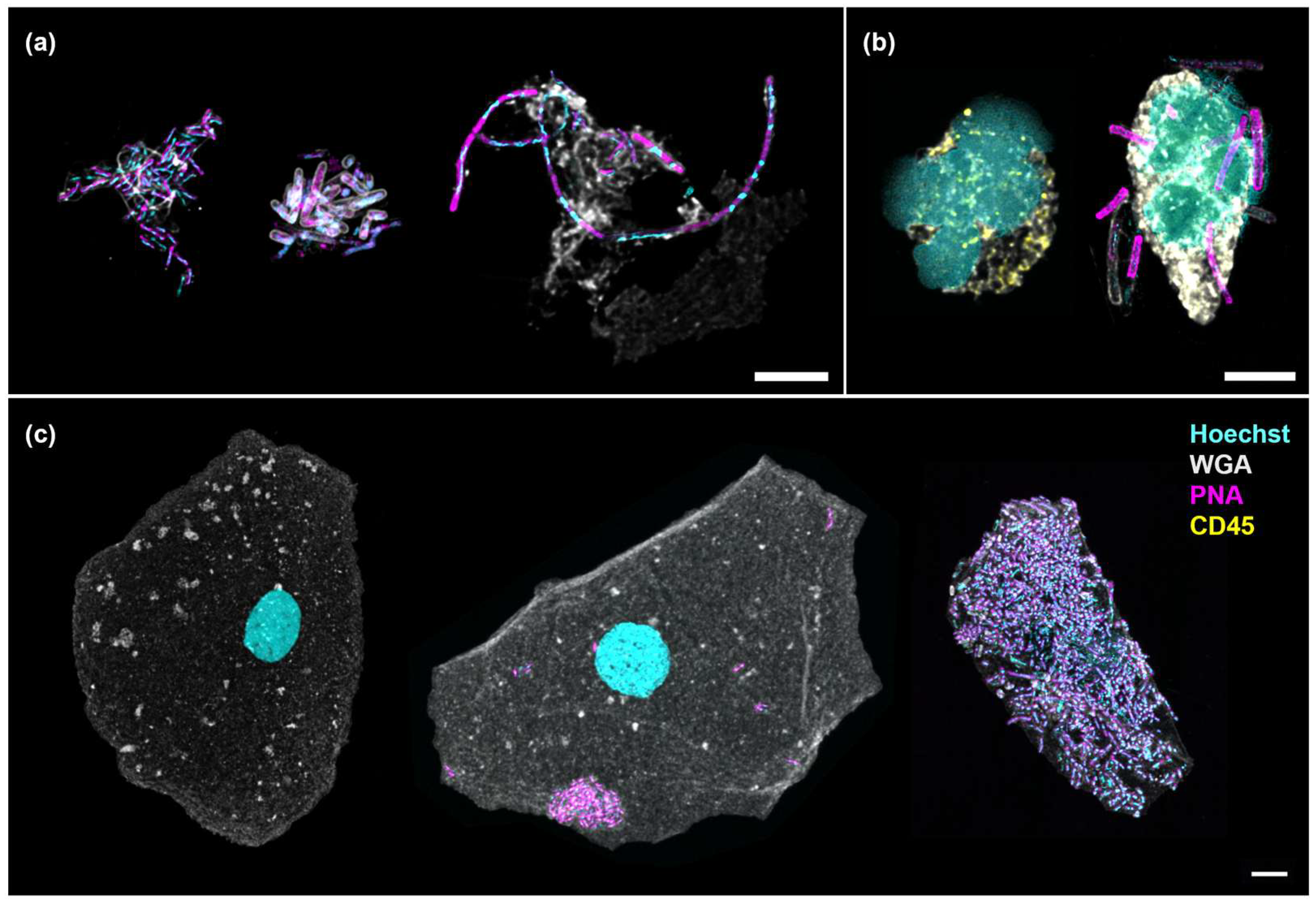 Pathogens 14 00299 g002