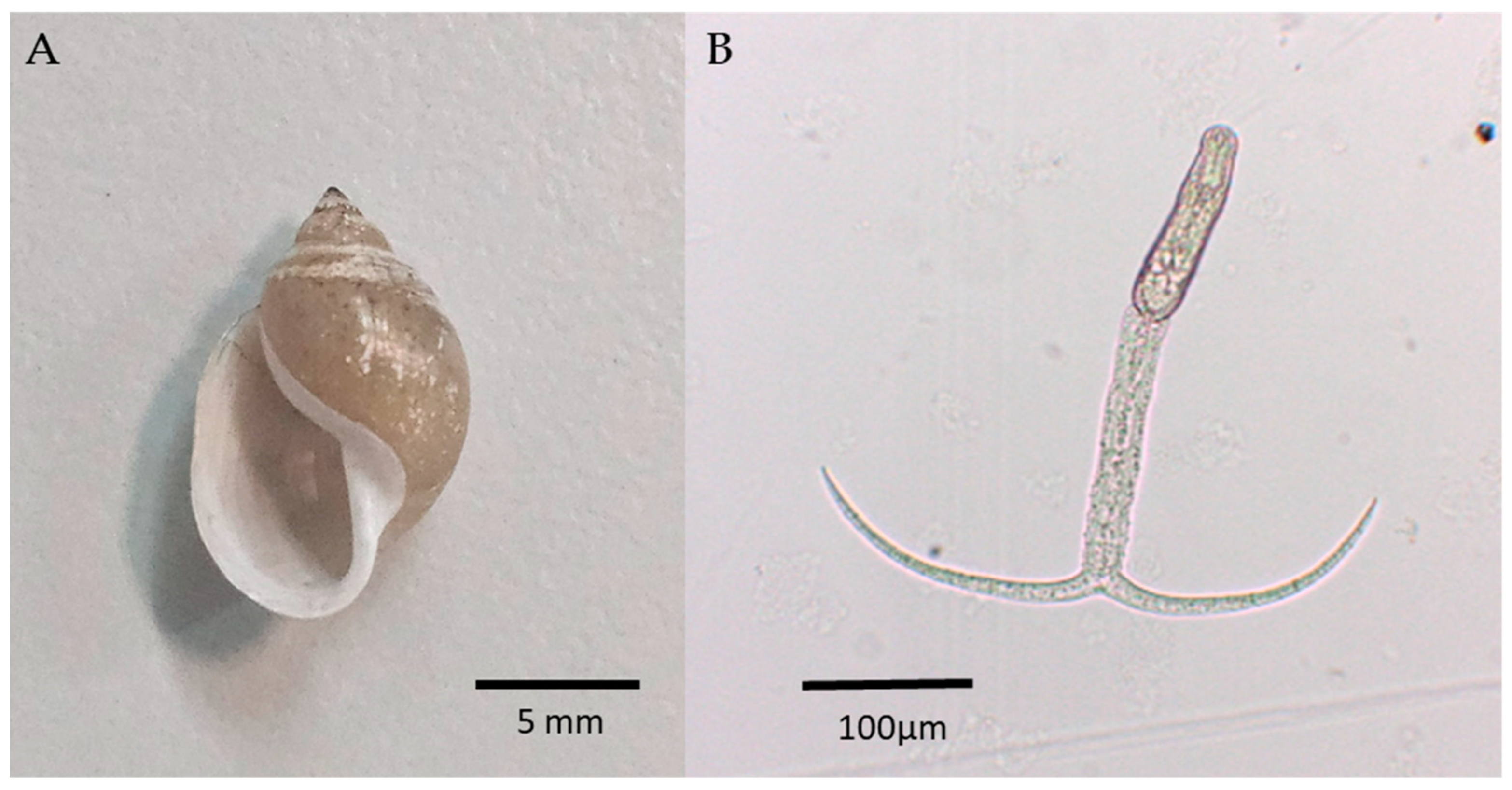 Pathogens 14 00304 g002