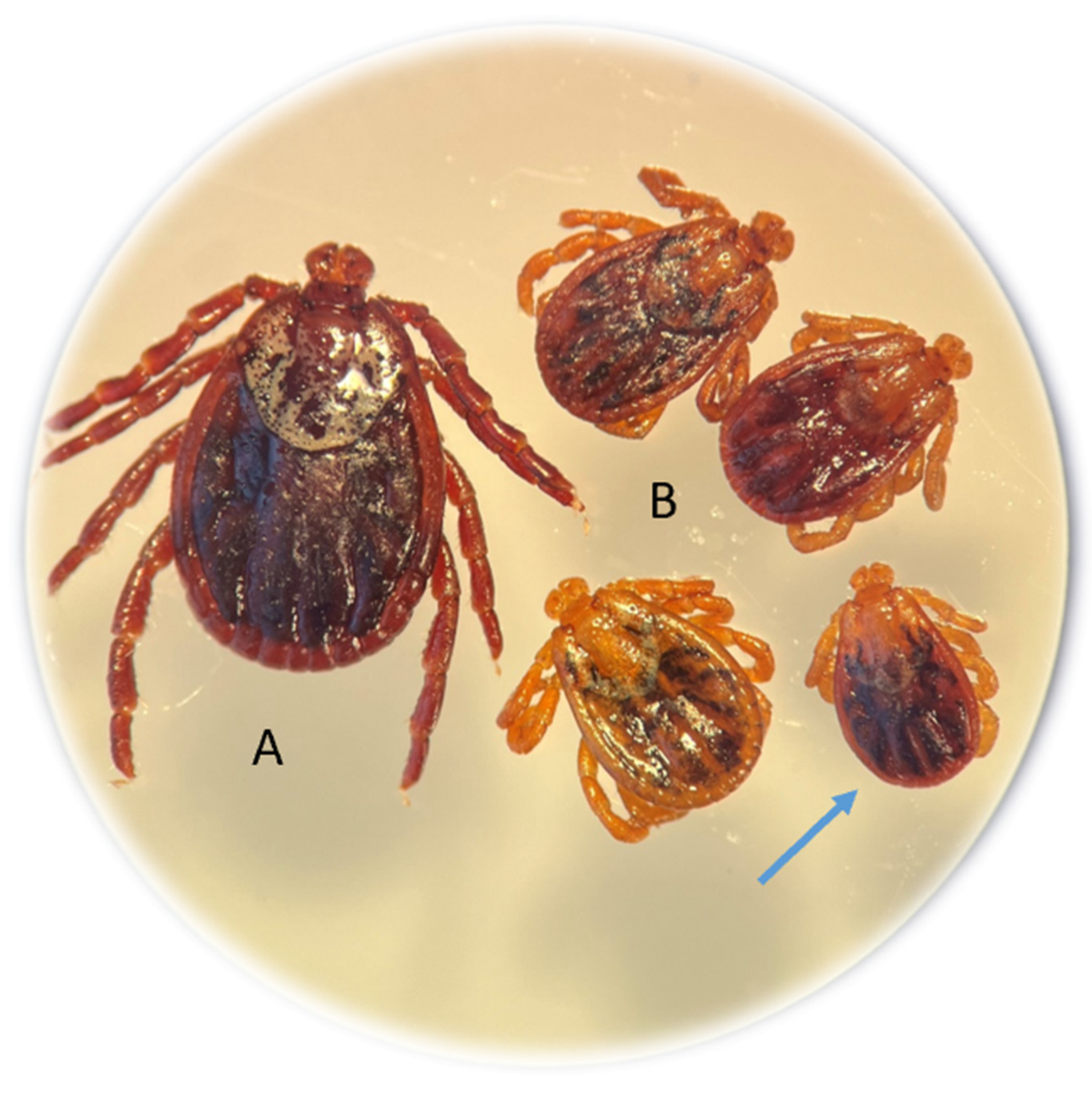 Pathogens 14 00326 g002 Pathogens 14 00326 g002