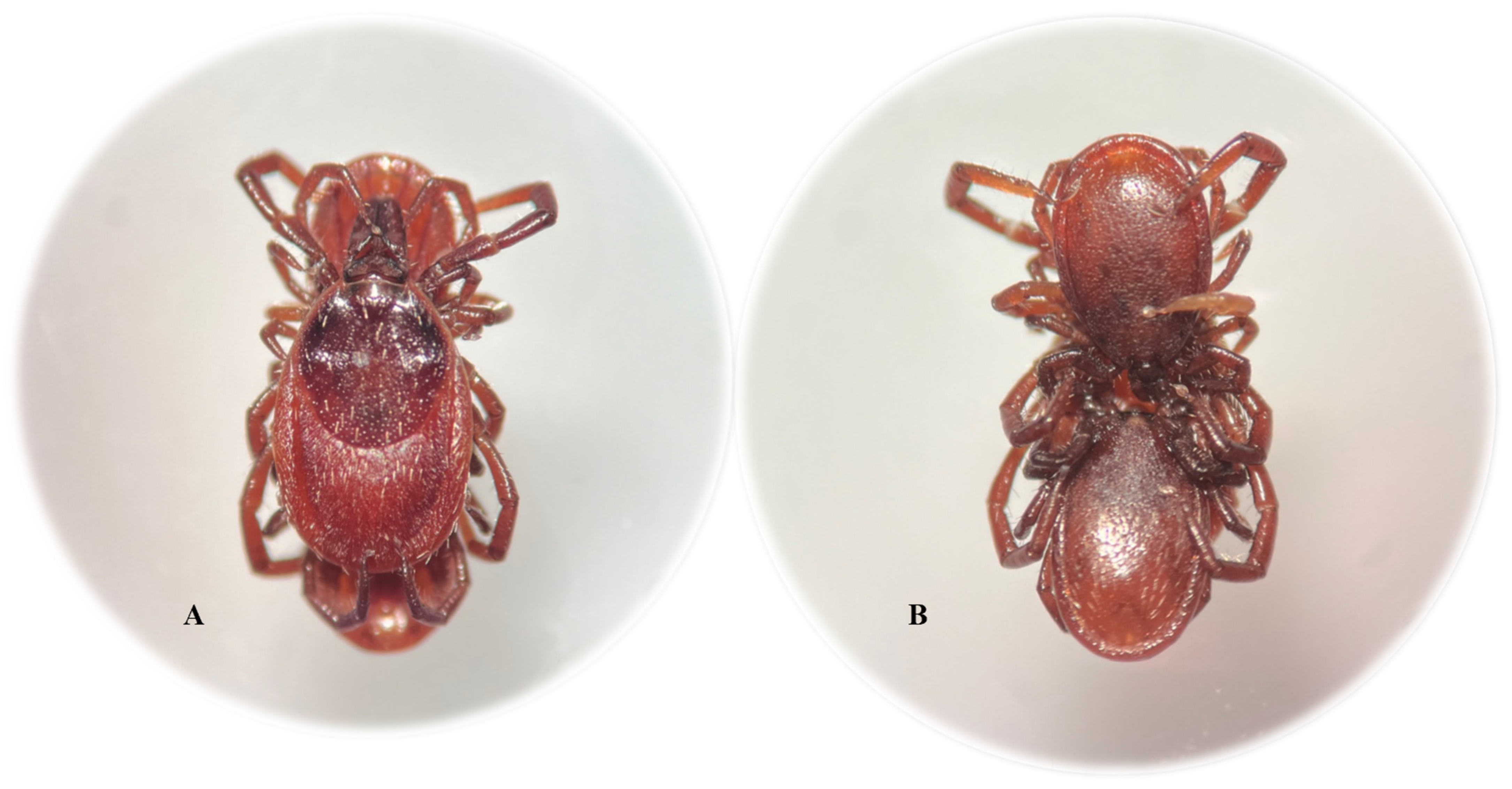 Pathogens 14 00326 g003 Pathogens 14 00326 g003