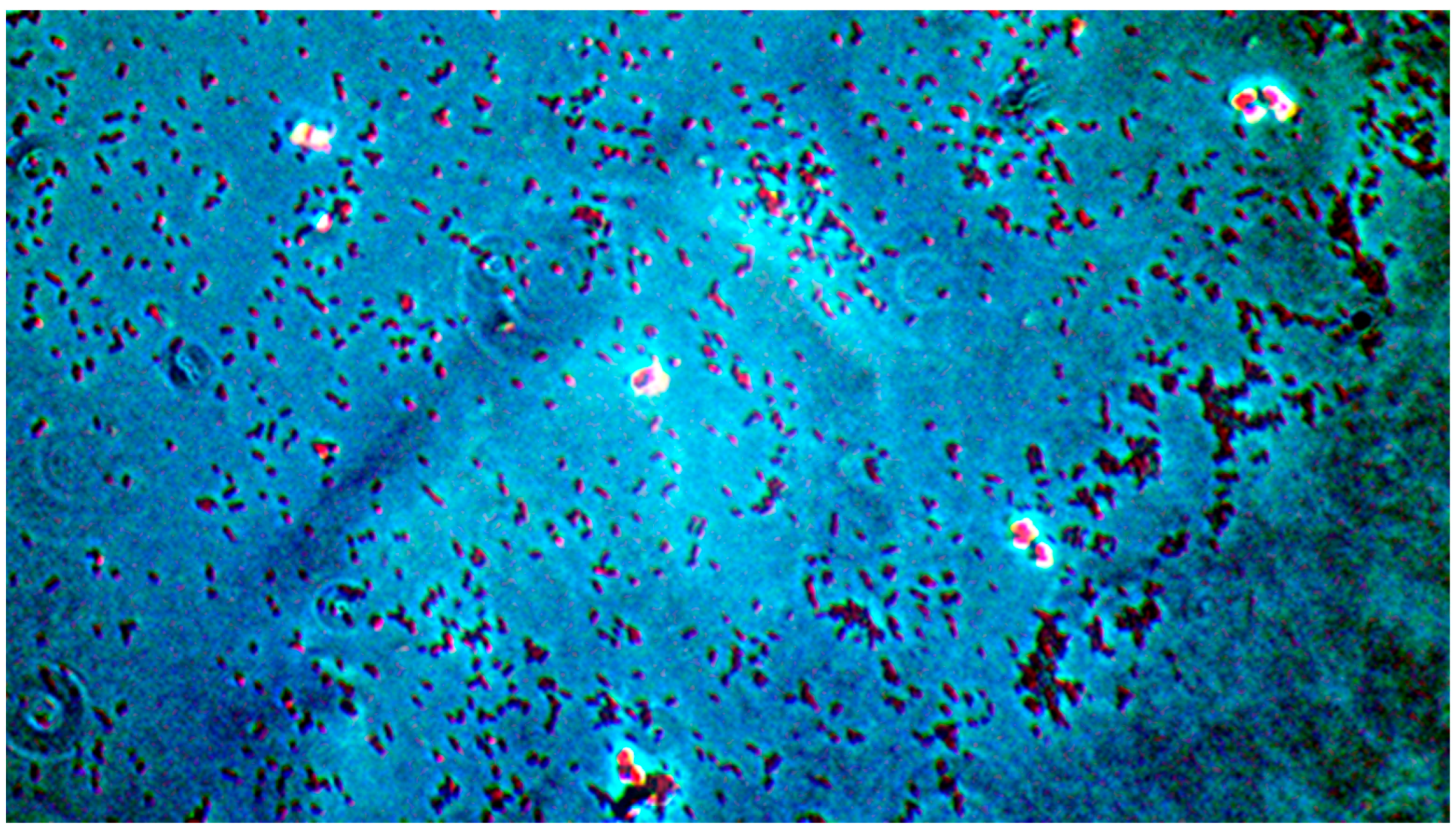 Pathogens 14 00327 g006