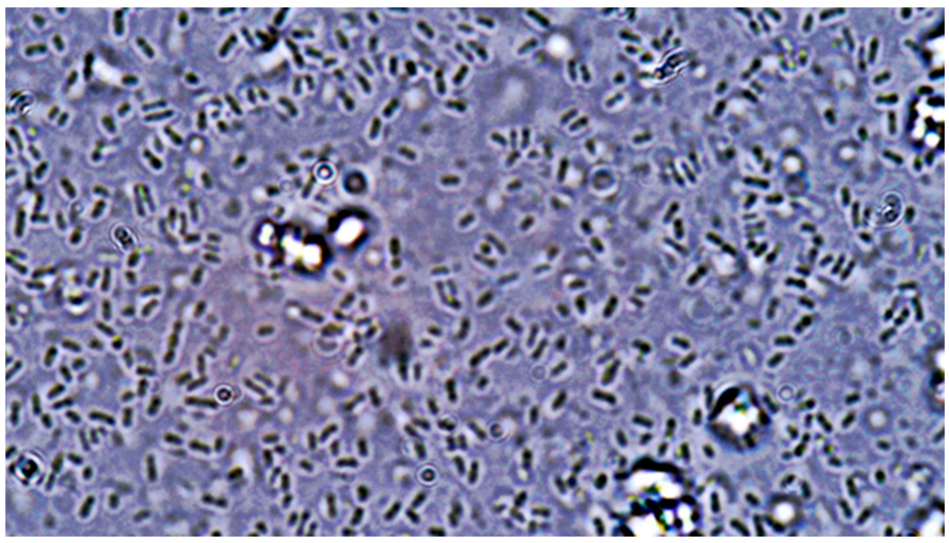 Pathogens 14 00327 g008