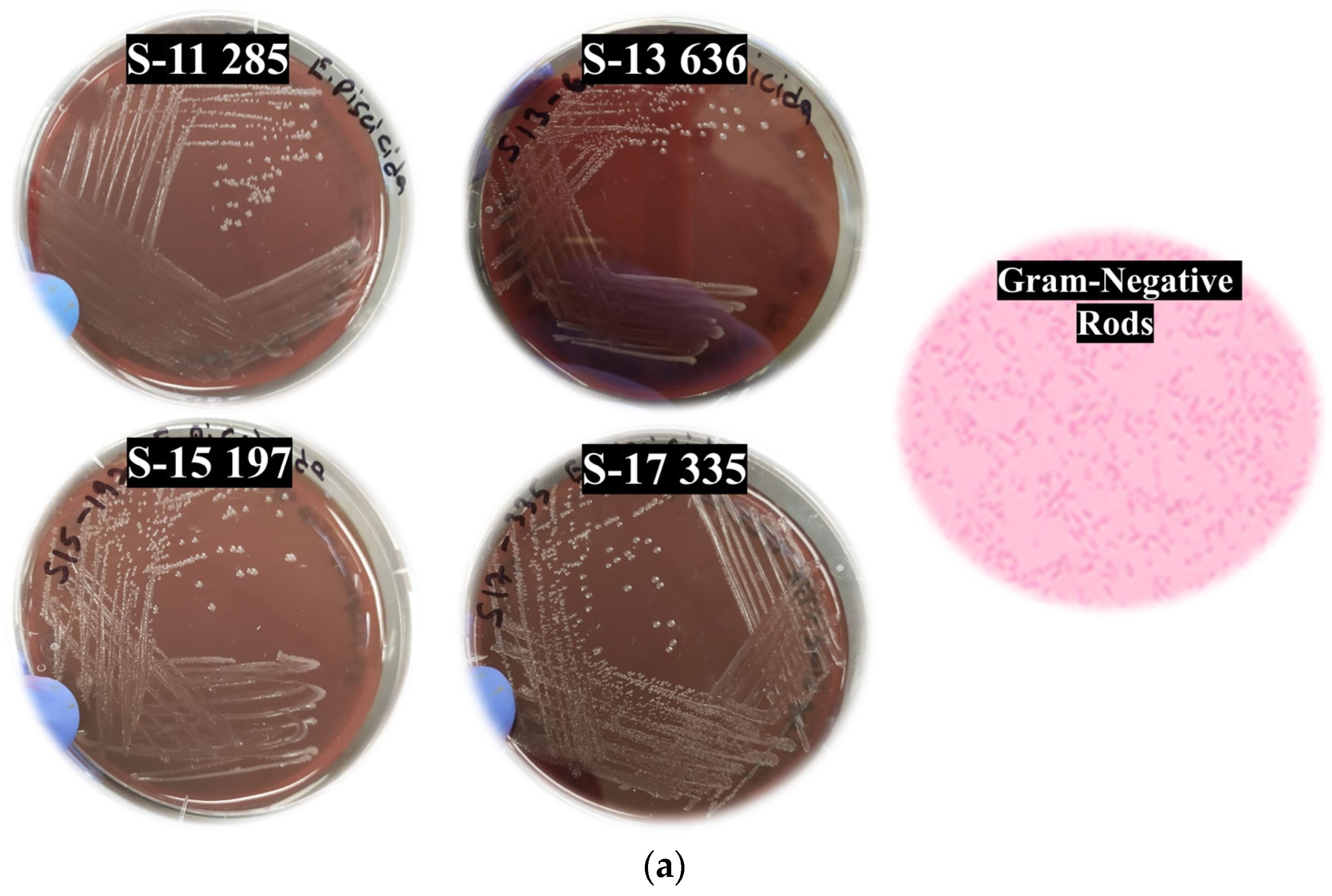 Pathogens 14 00334 g001a