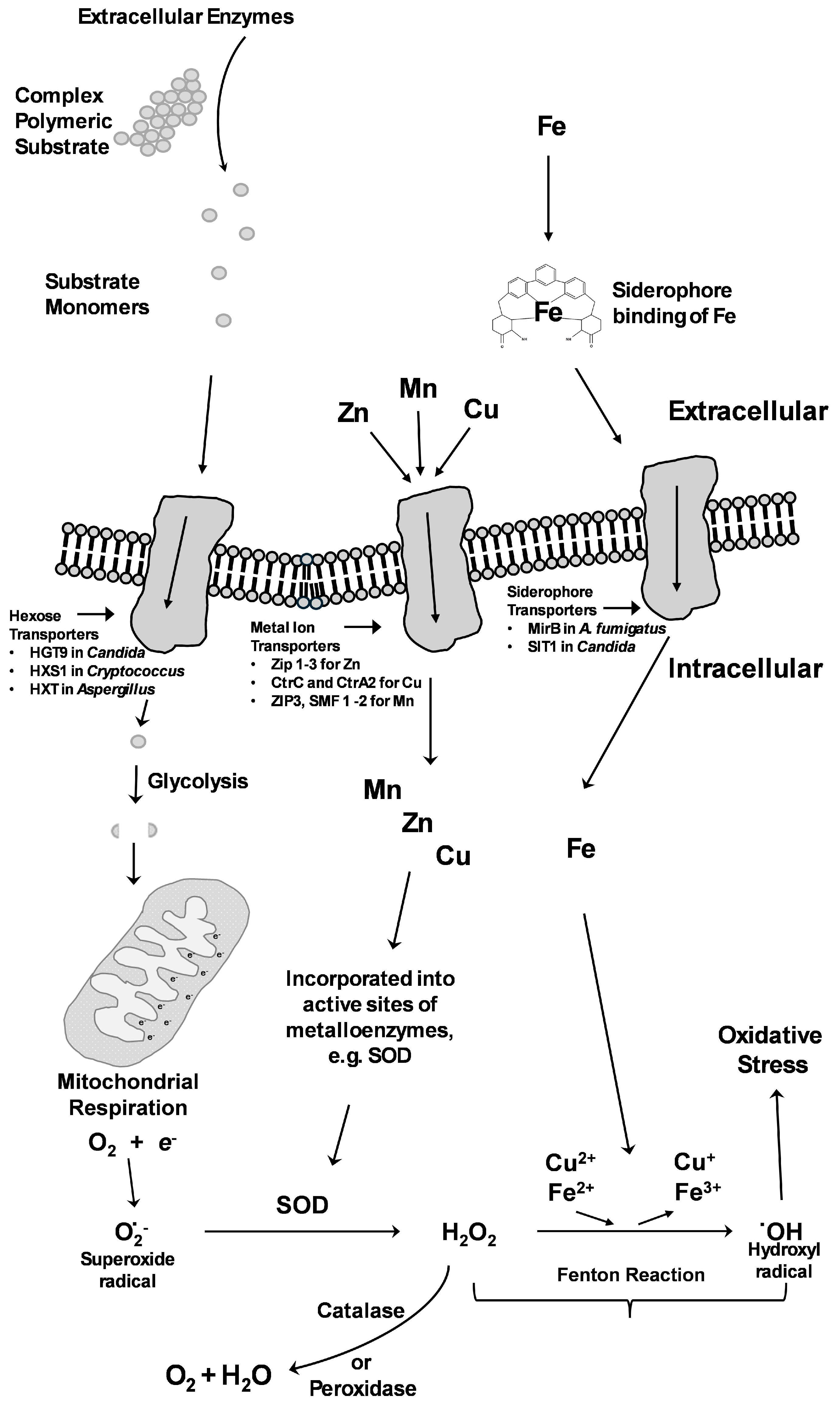 Pathogens 14 00335 g002