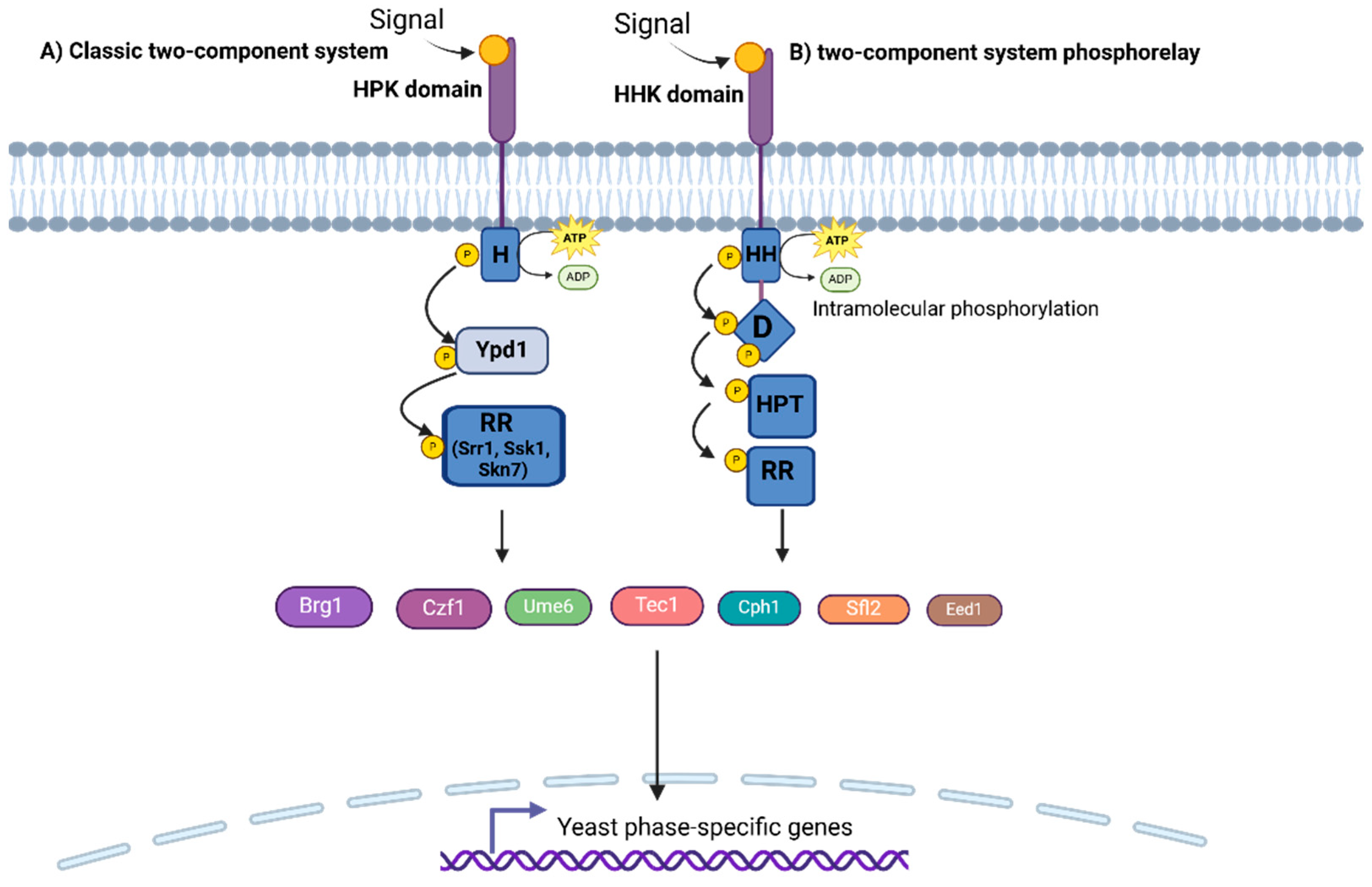 Pathogens 14 00350 g001 Pathogens 14 00350 g001