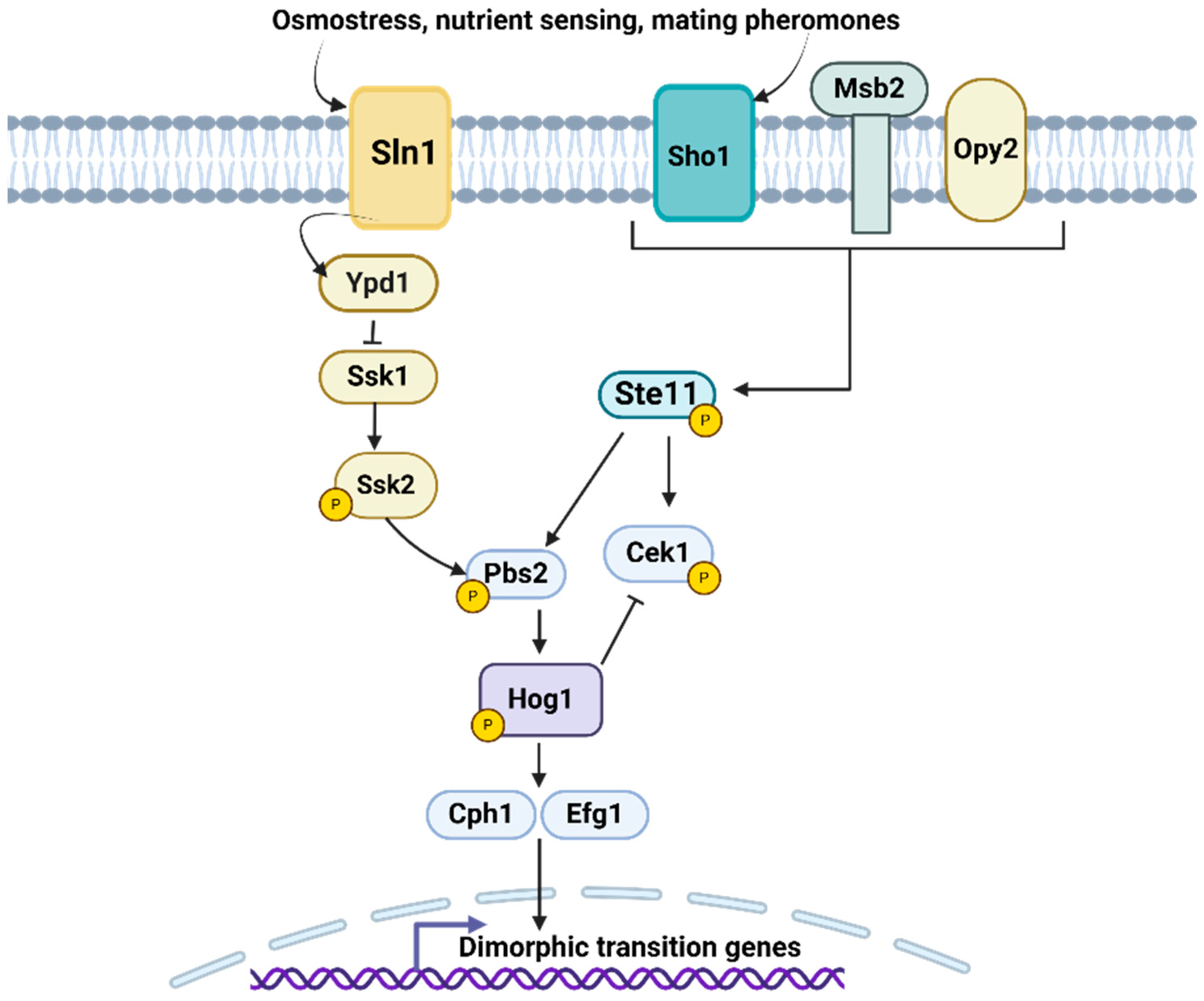 Pathogens 14 00350 g003 Pathogens 14 00350 g003