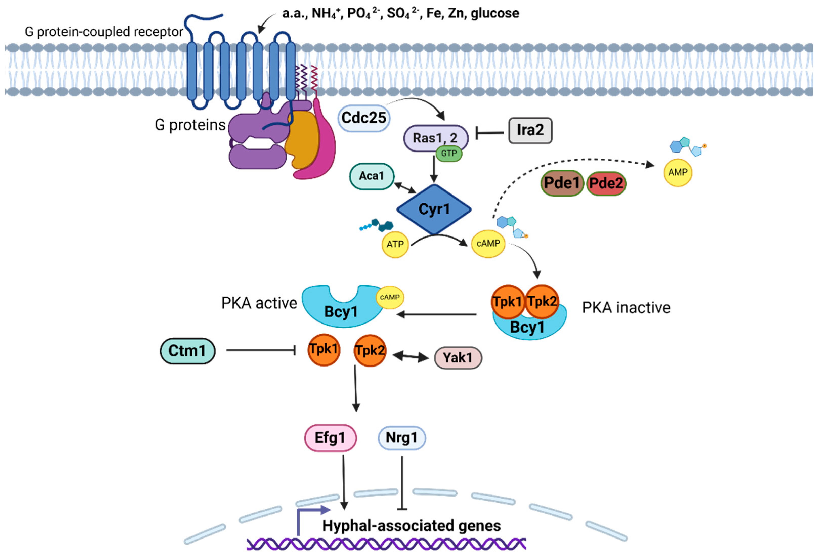 Pathogens 14 00350 g004 Pathogens 14 00350 g004