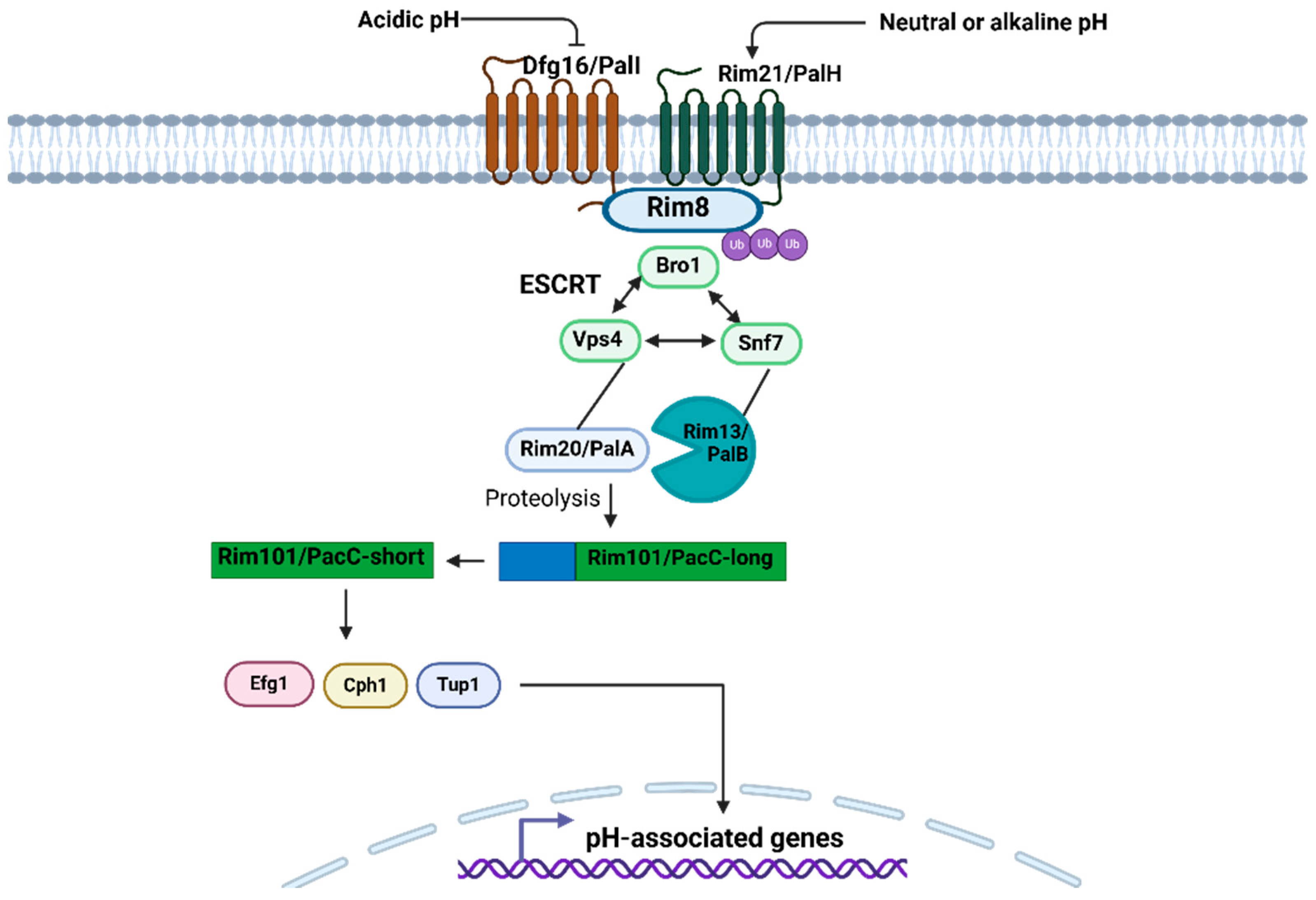 Pathogens 14 00350 g005 Pathogens 14 00350 g005