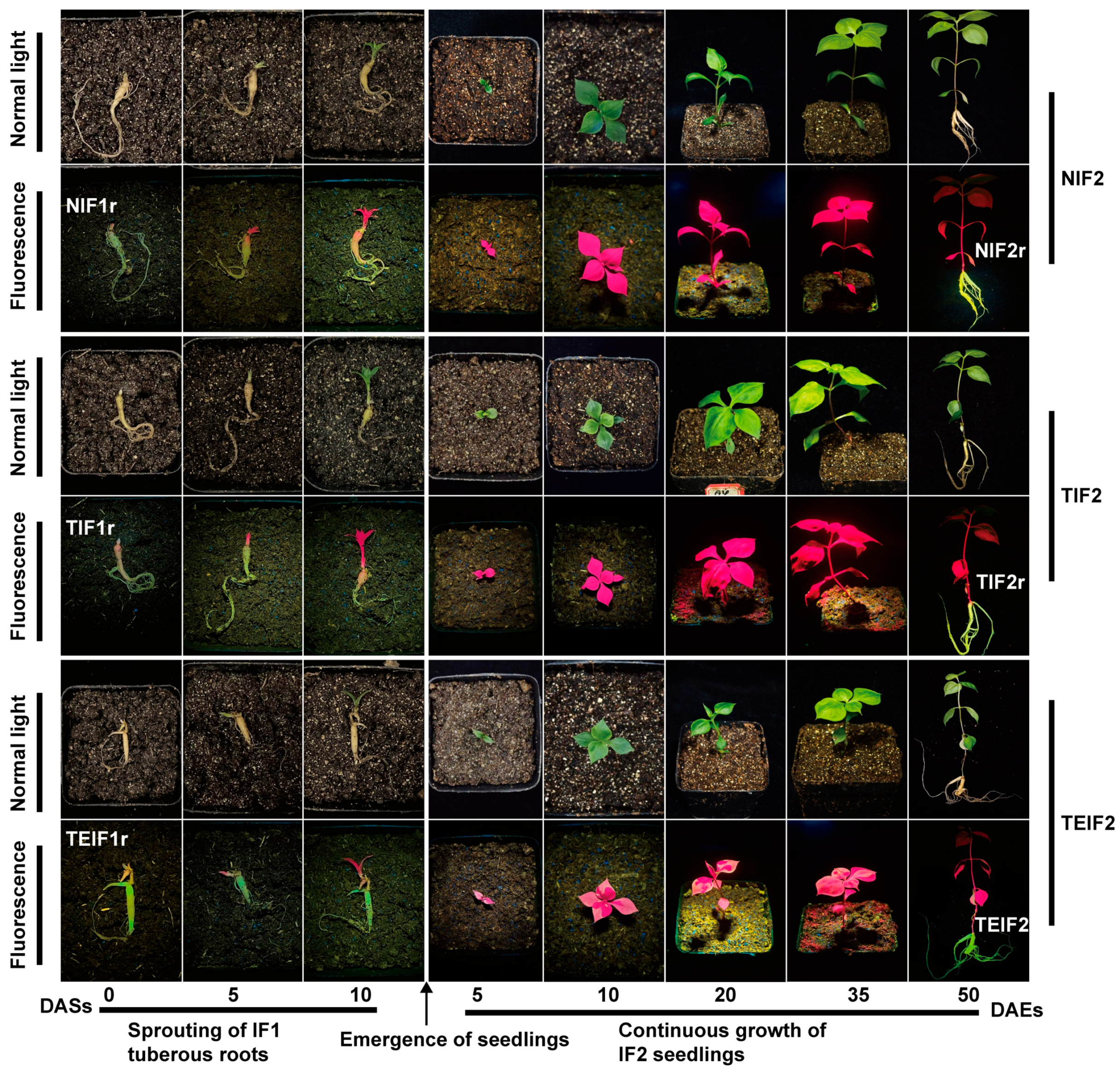 Pathogens 14 00353 g003