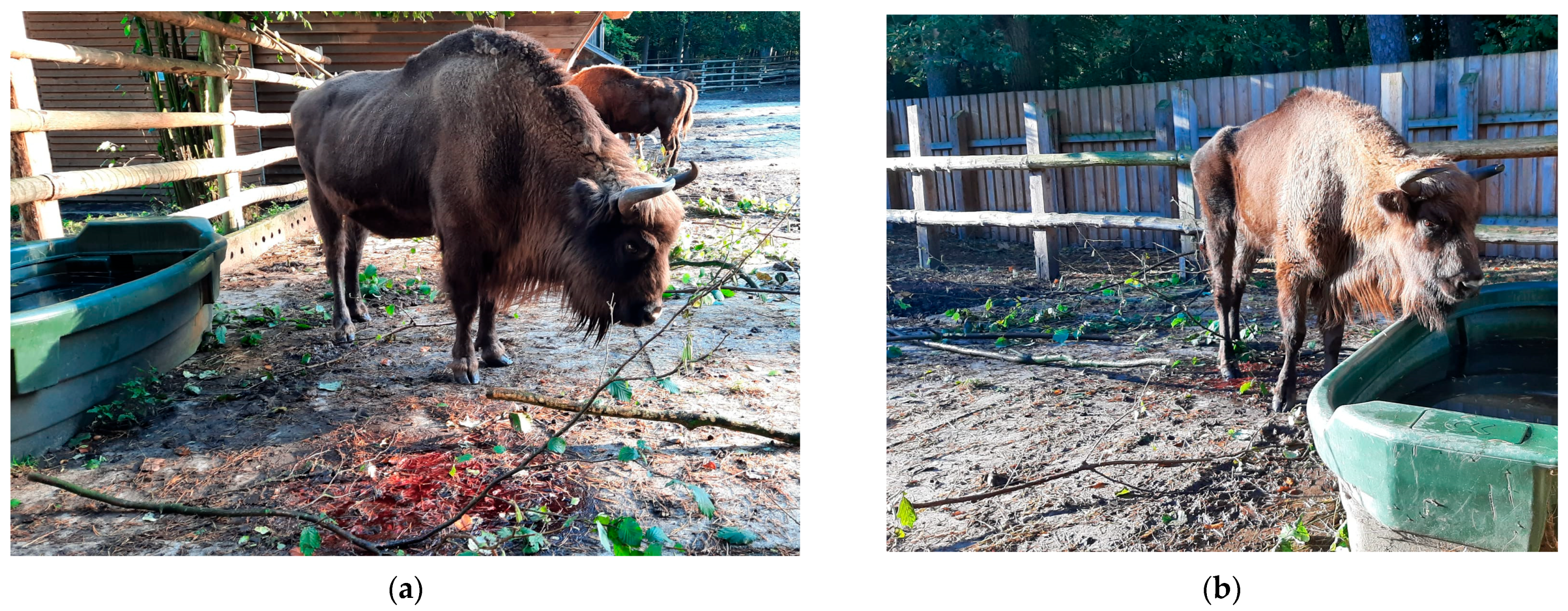 Pathogens 14 00377 g001a