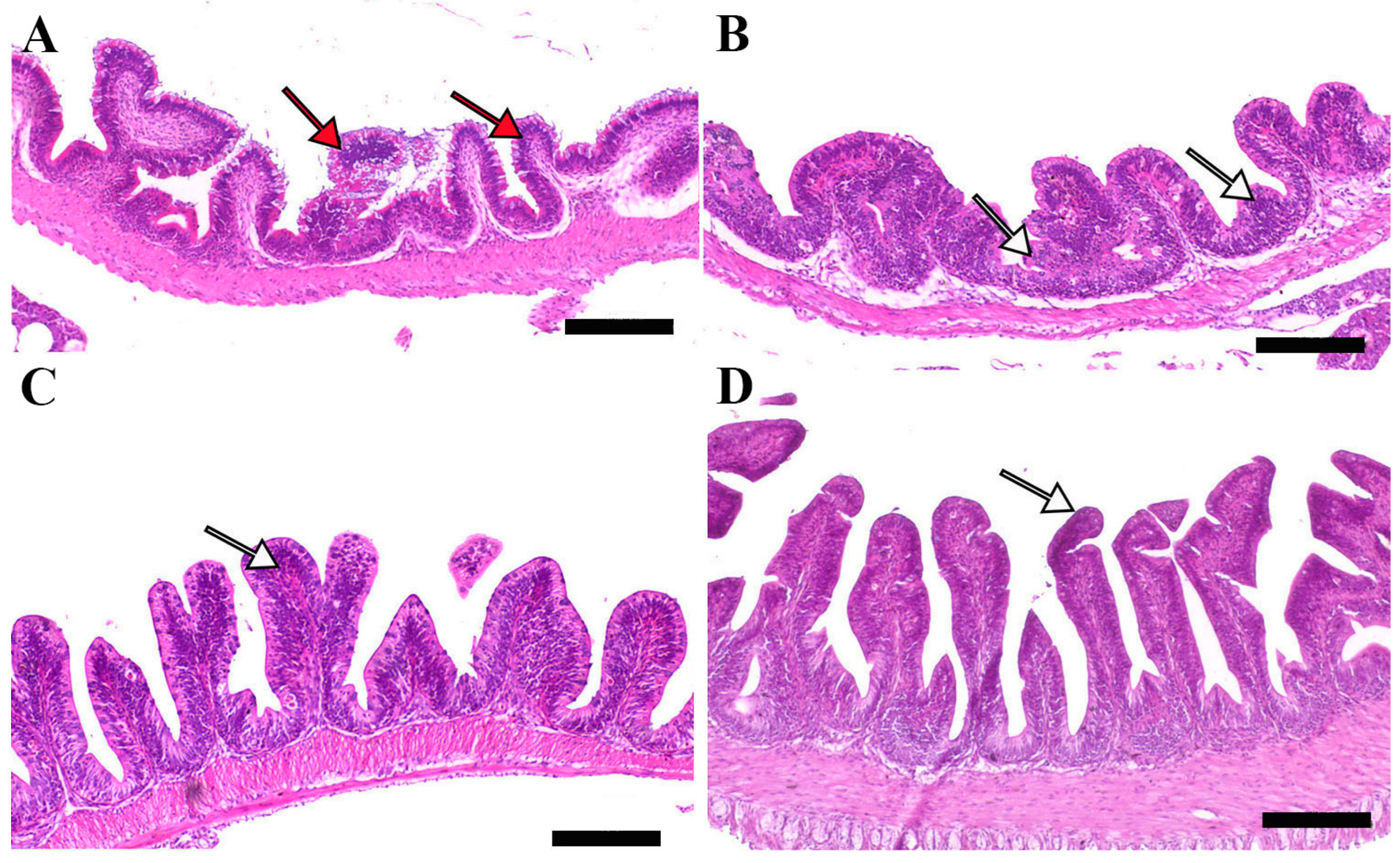 Pathogens 14 00378 g003