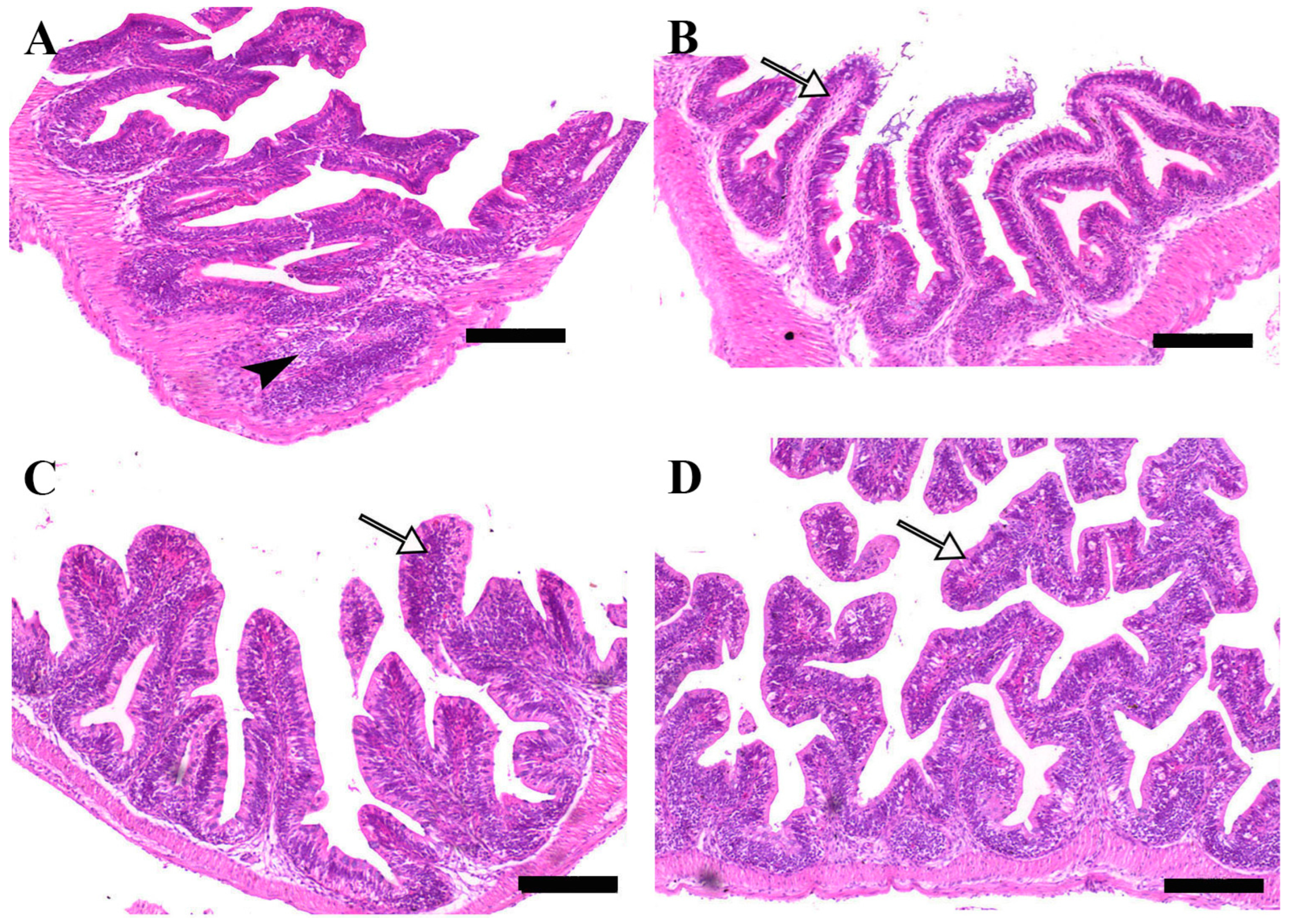 Pathogens 14 00378 g004