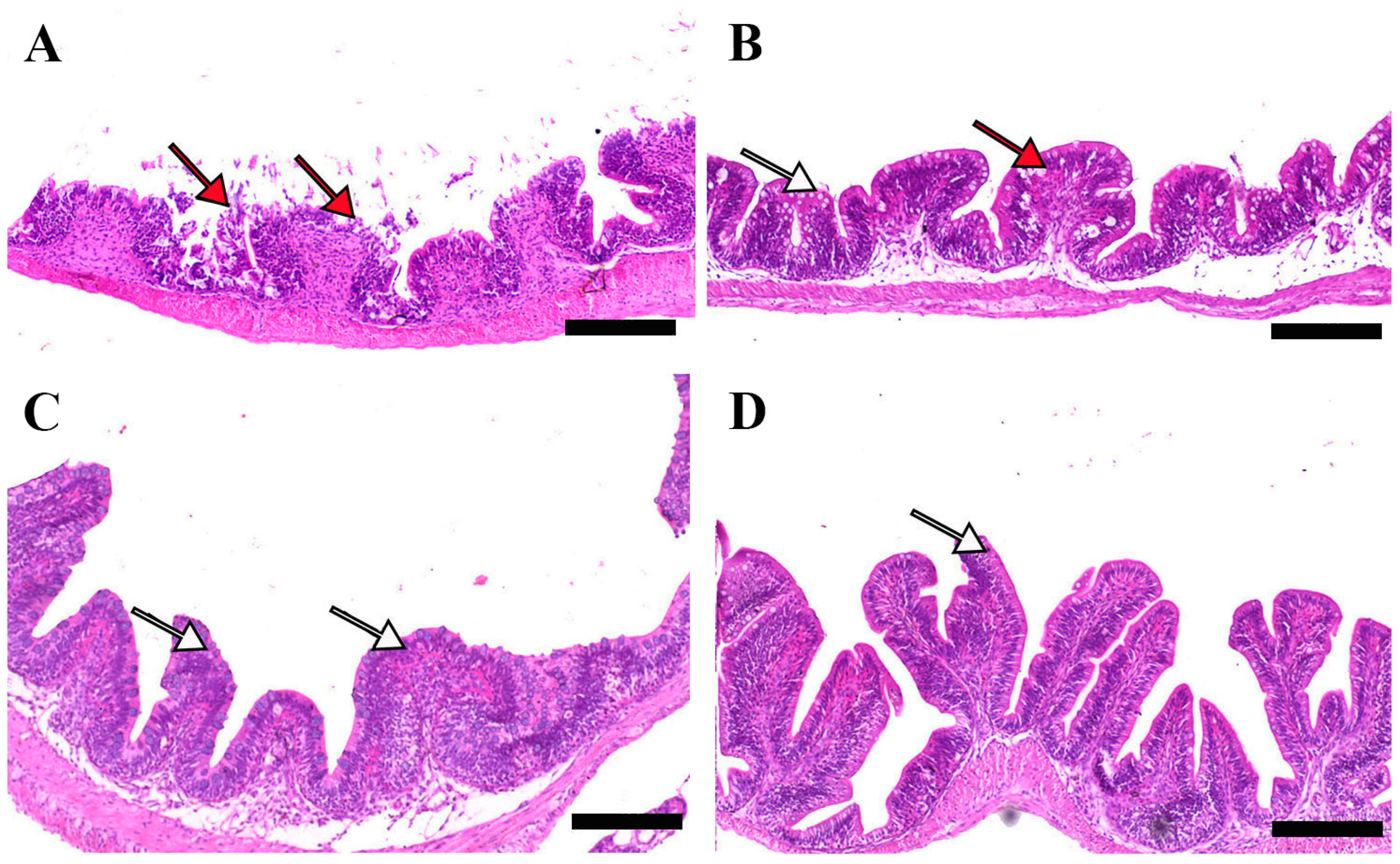 Pathogens 14 00378 g005