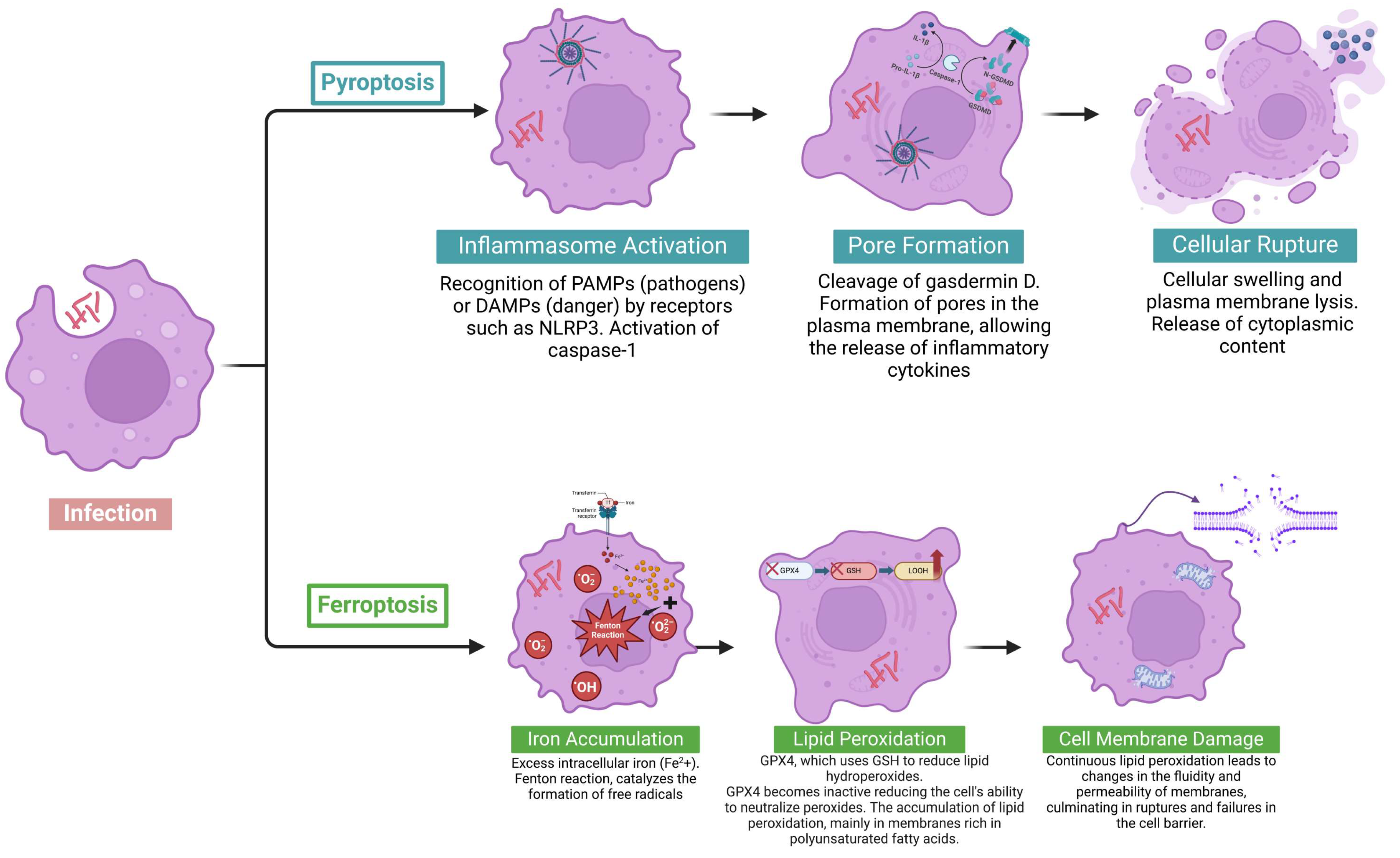 Pathogens 14 00391 g002