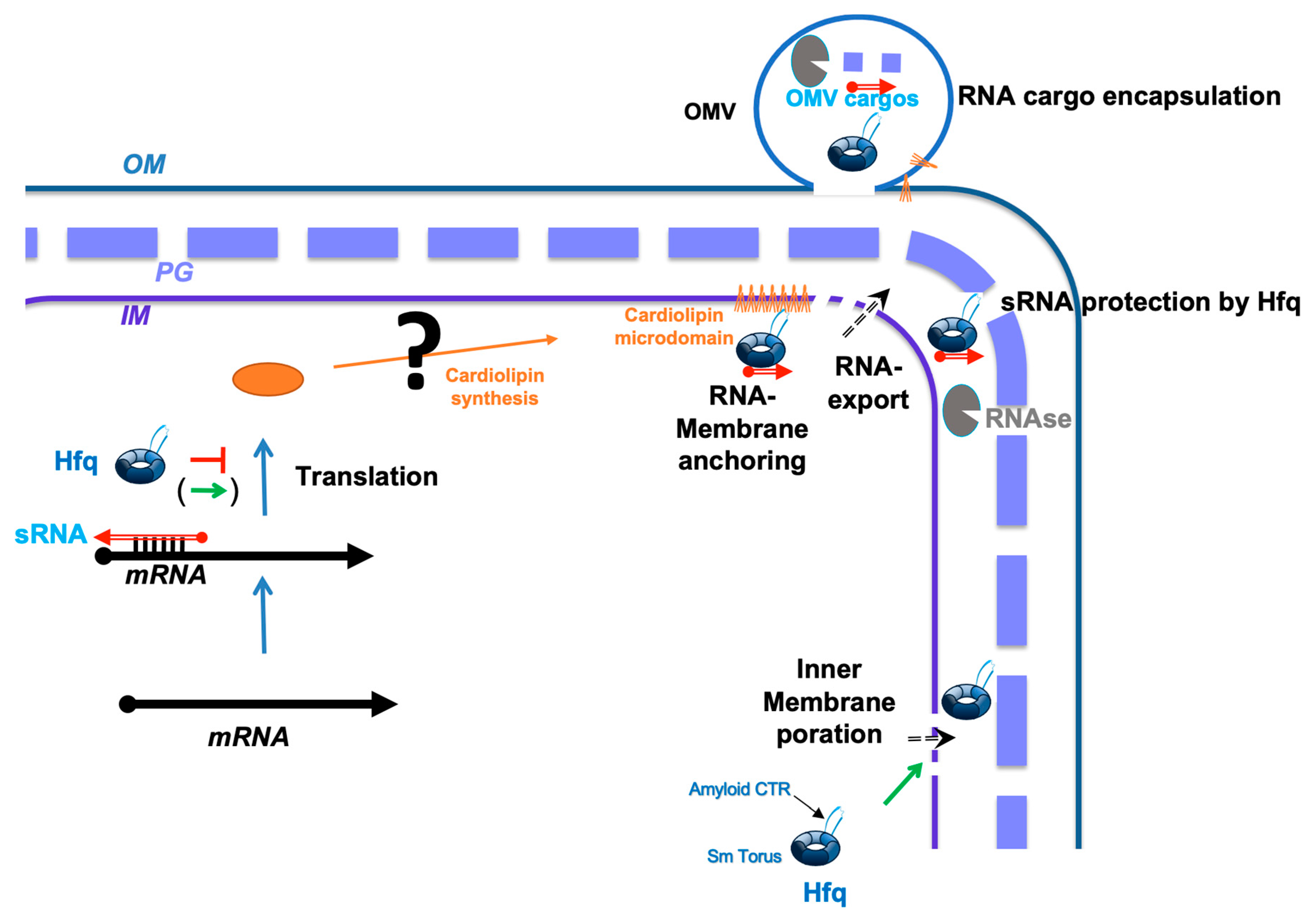 Pathogens 14 00399 g003