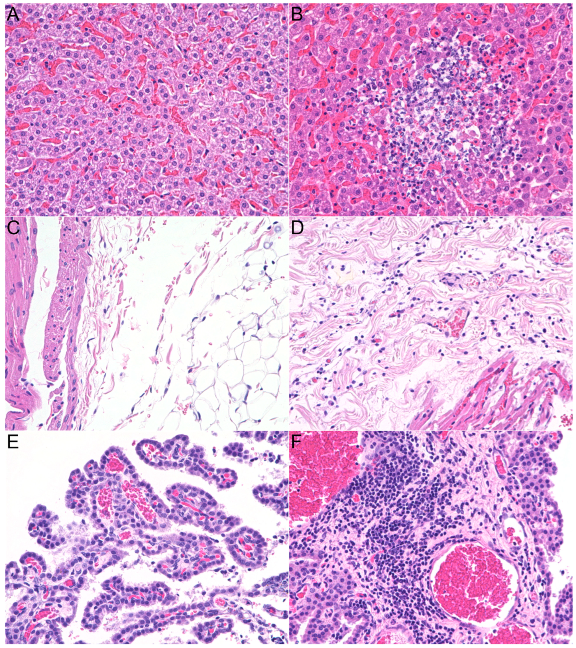Pathogens 14 00421 g005
