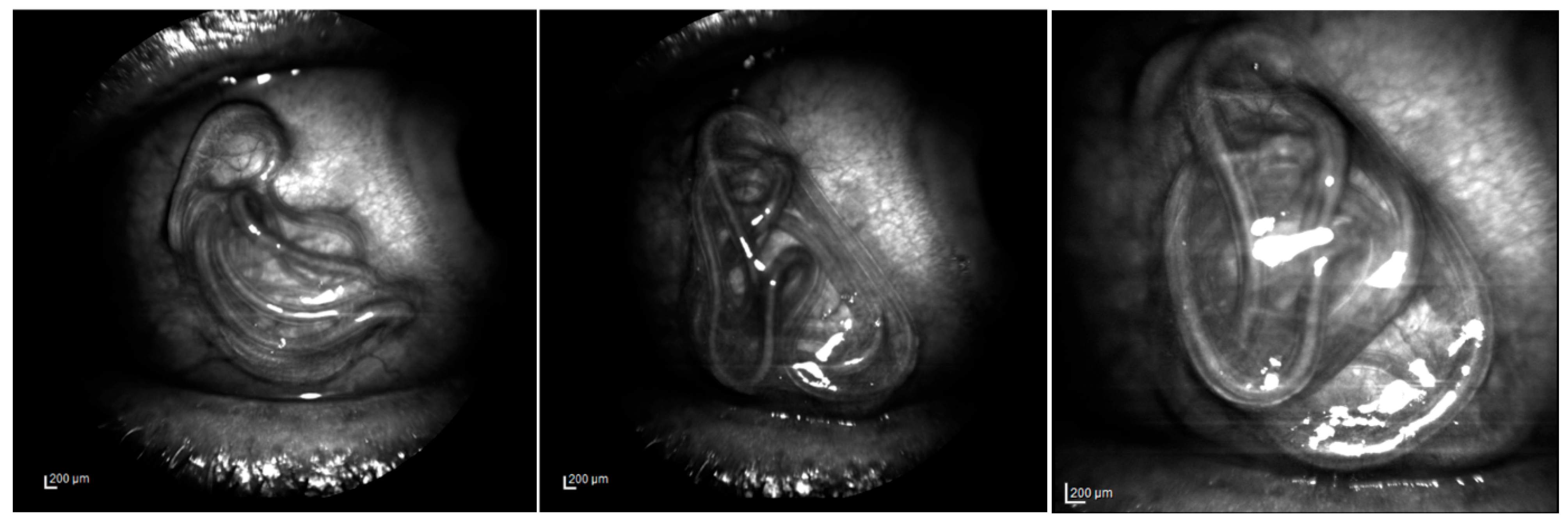 Pathogens 14 00423 g001