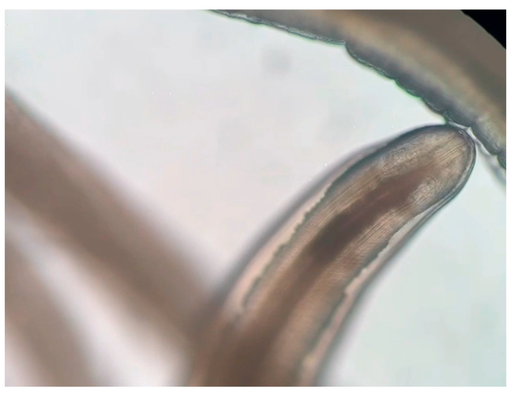 Pathogens 14 00423 g003