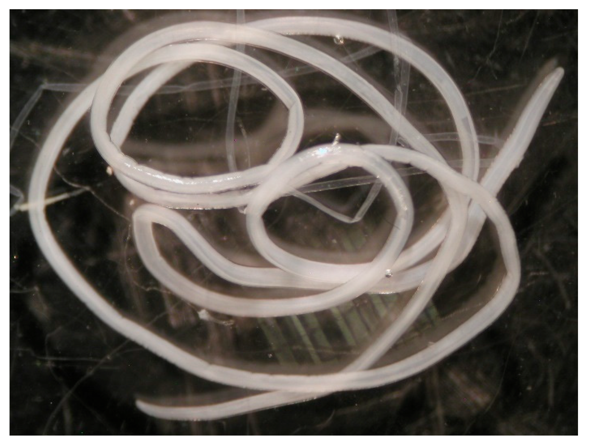 Pathogens 14 00423 g004