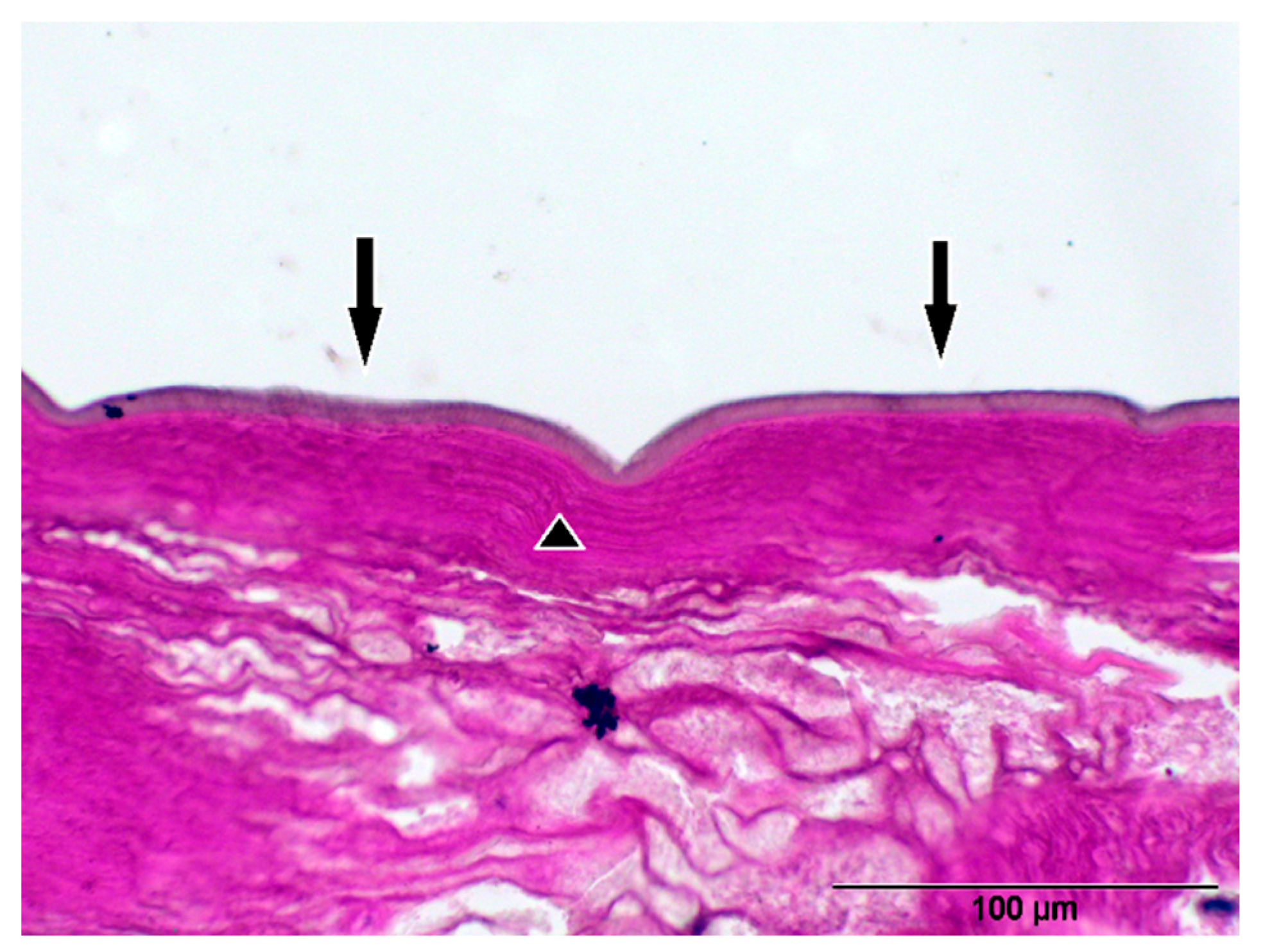 Pathogens 14 00423 g006