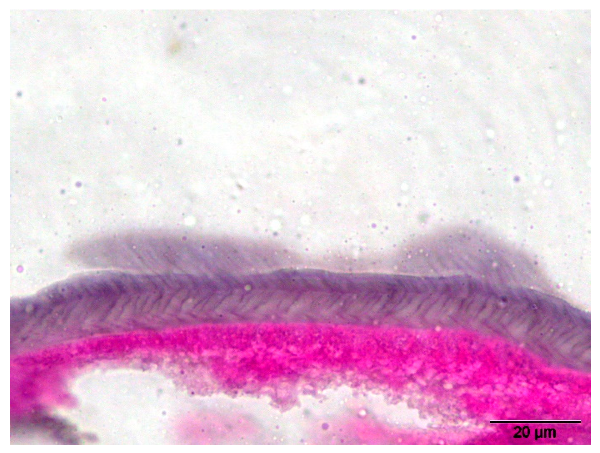 Pathogens 14 00423 g007