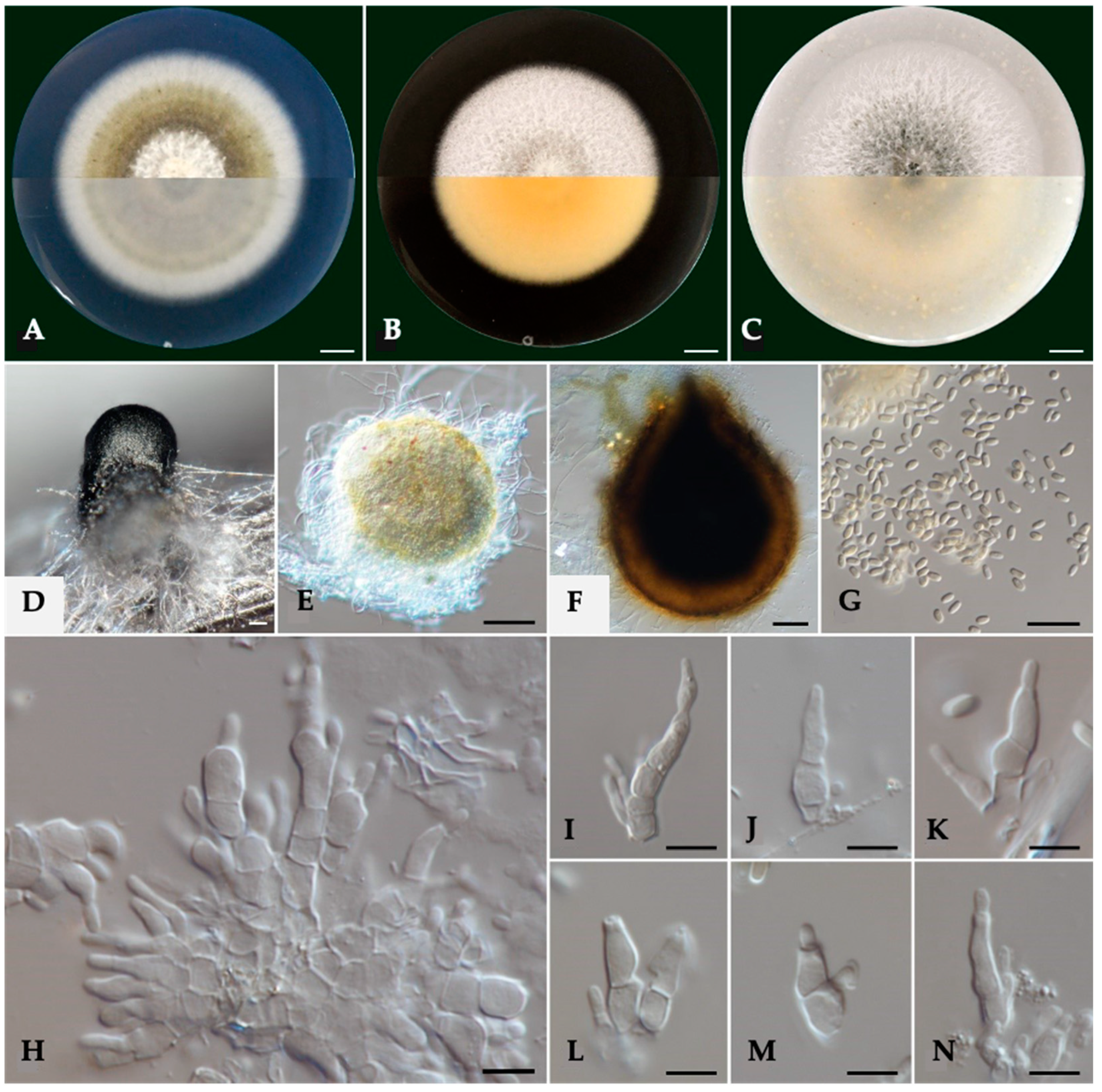 Pathogens 14 00428 g002