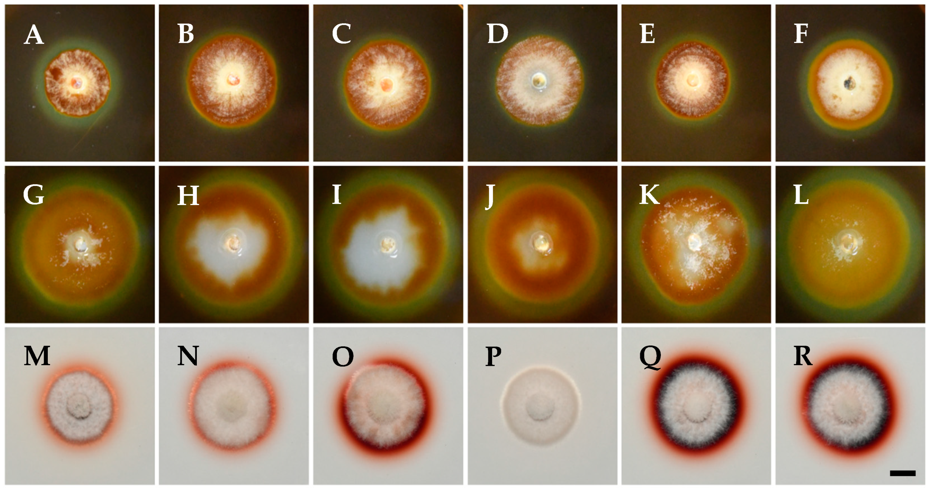 Pathogens 14 00428 g003
