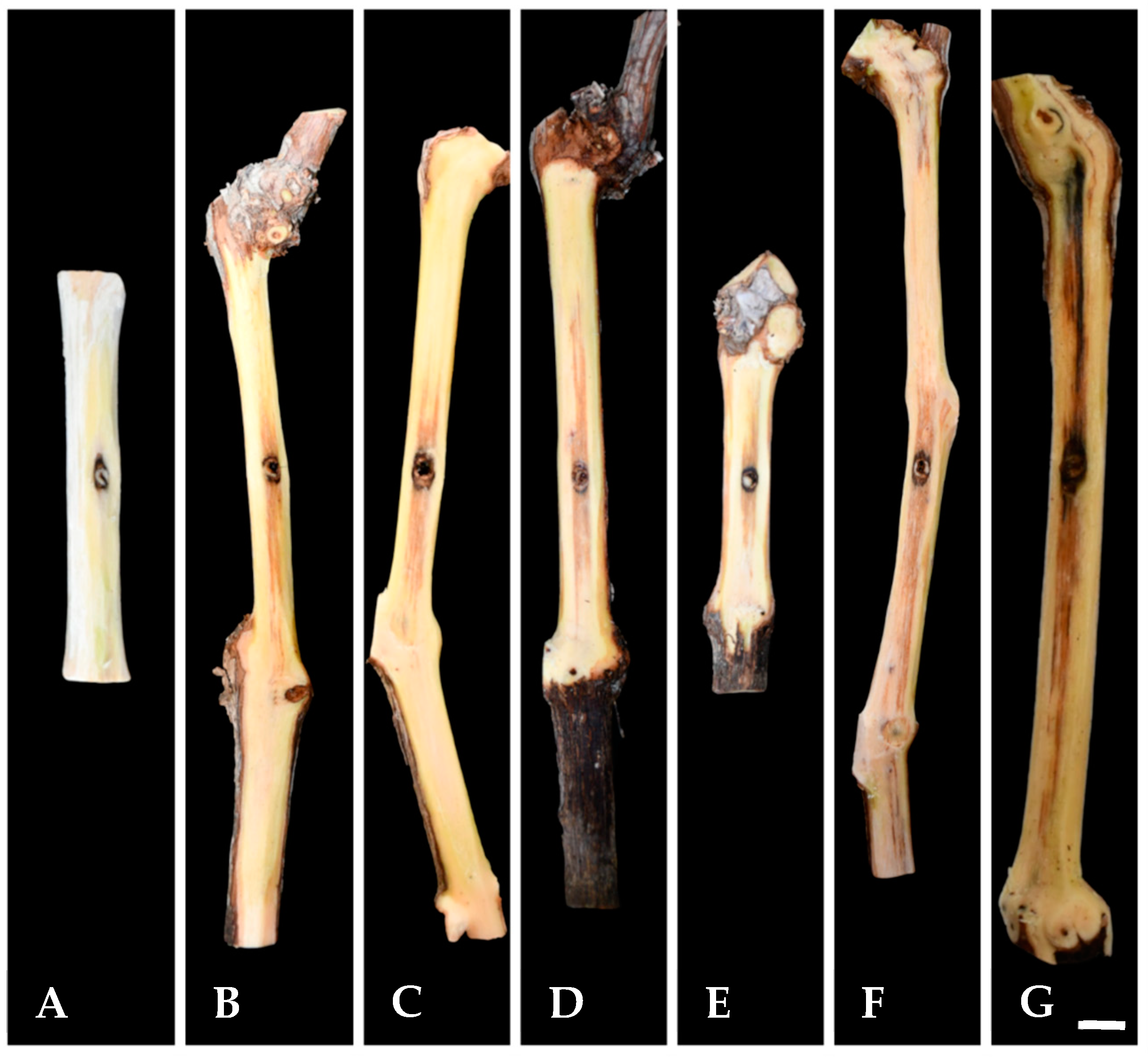 Pathogens 14 00428 g004