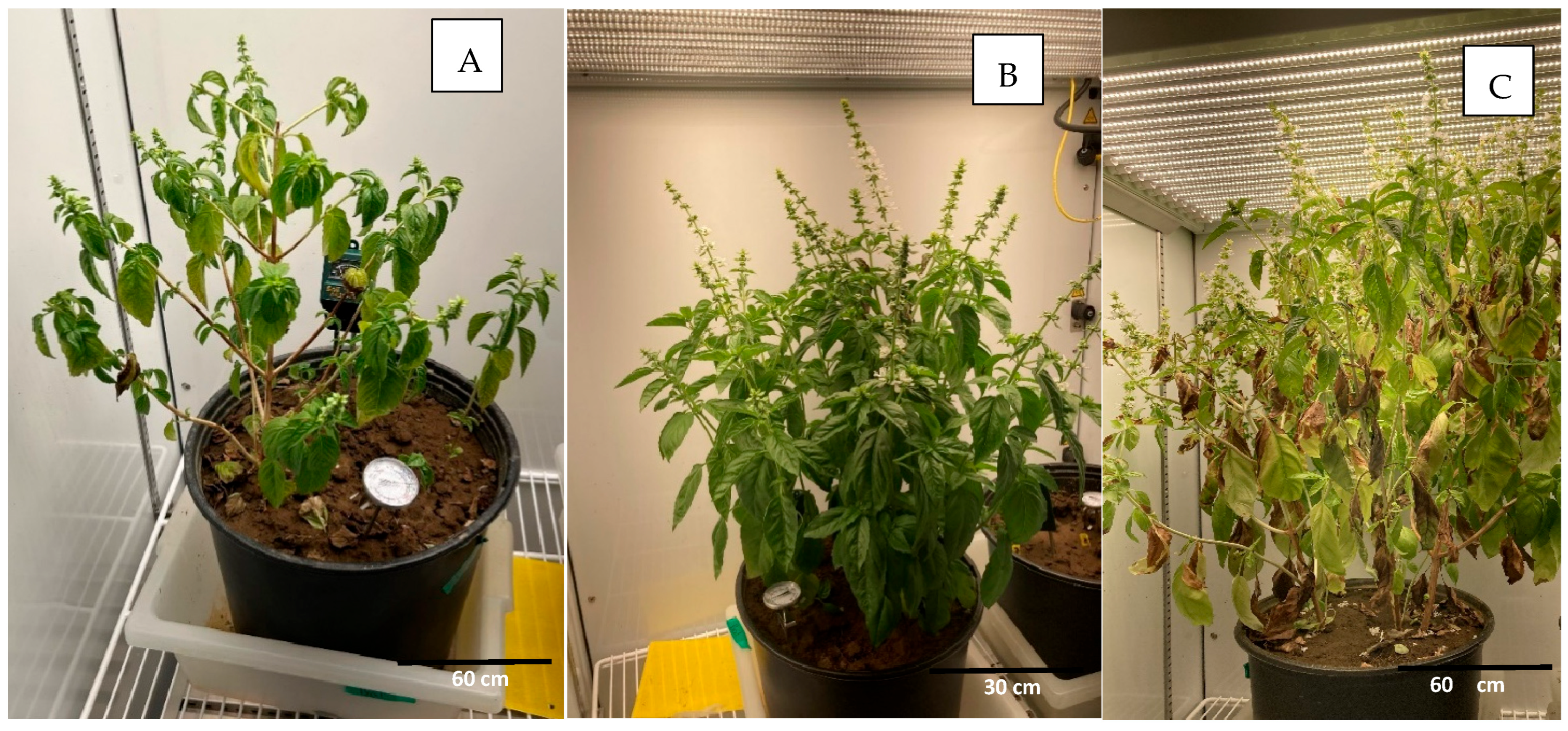 Pathogens 14 00430 g002 Pathogens 14 00430 g002