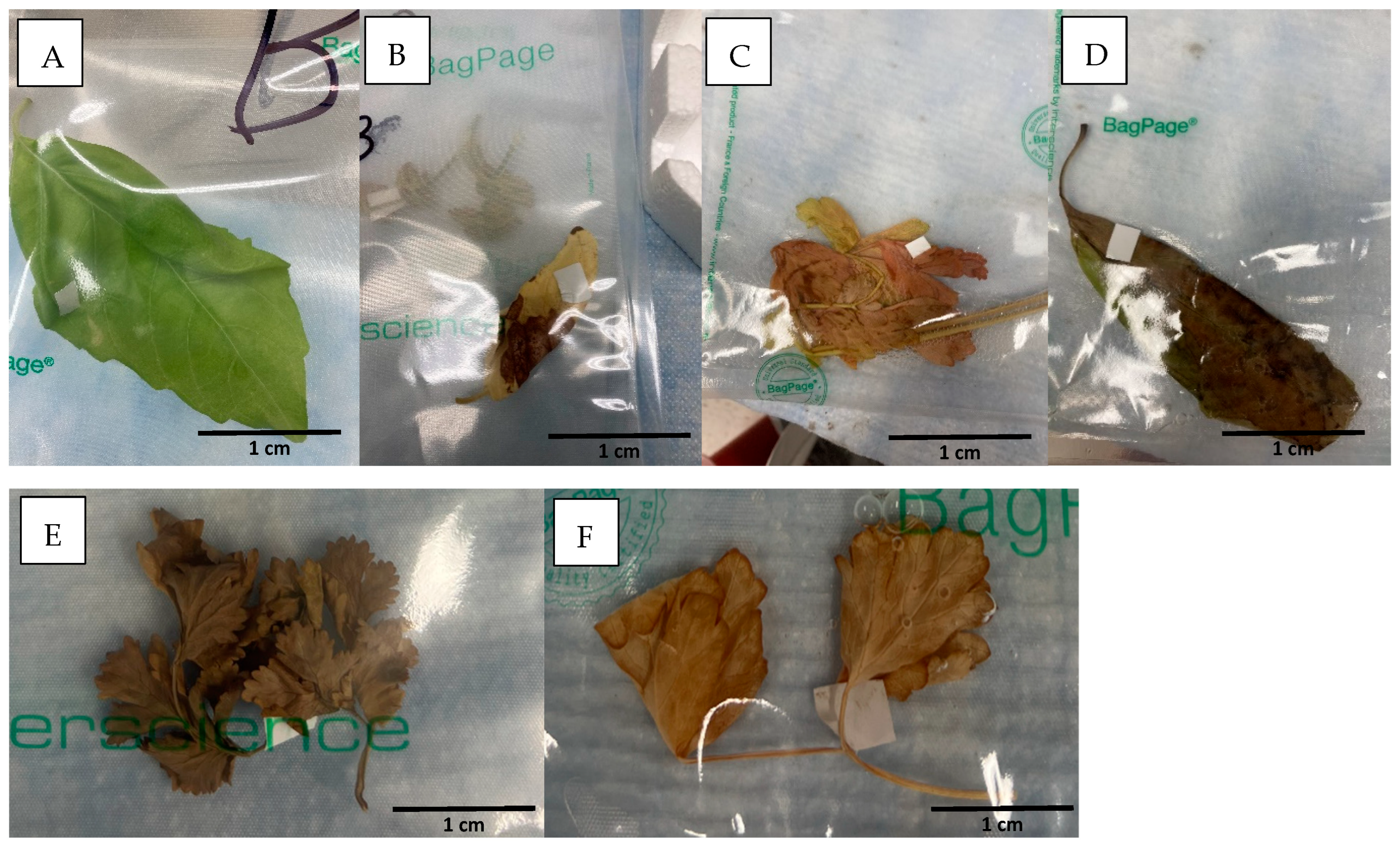 Pathogens 14 00430 g003 Pathogens 14 00430 g003