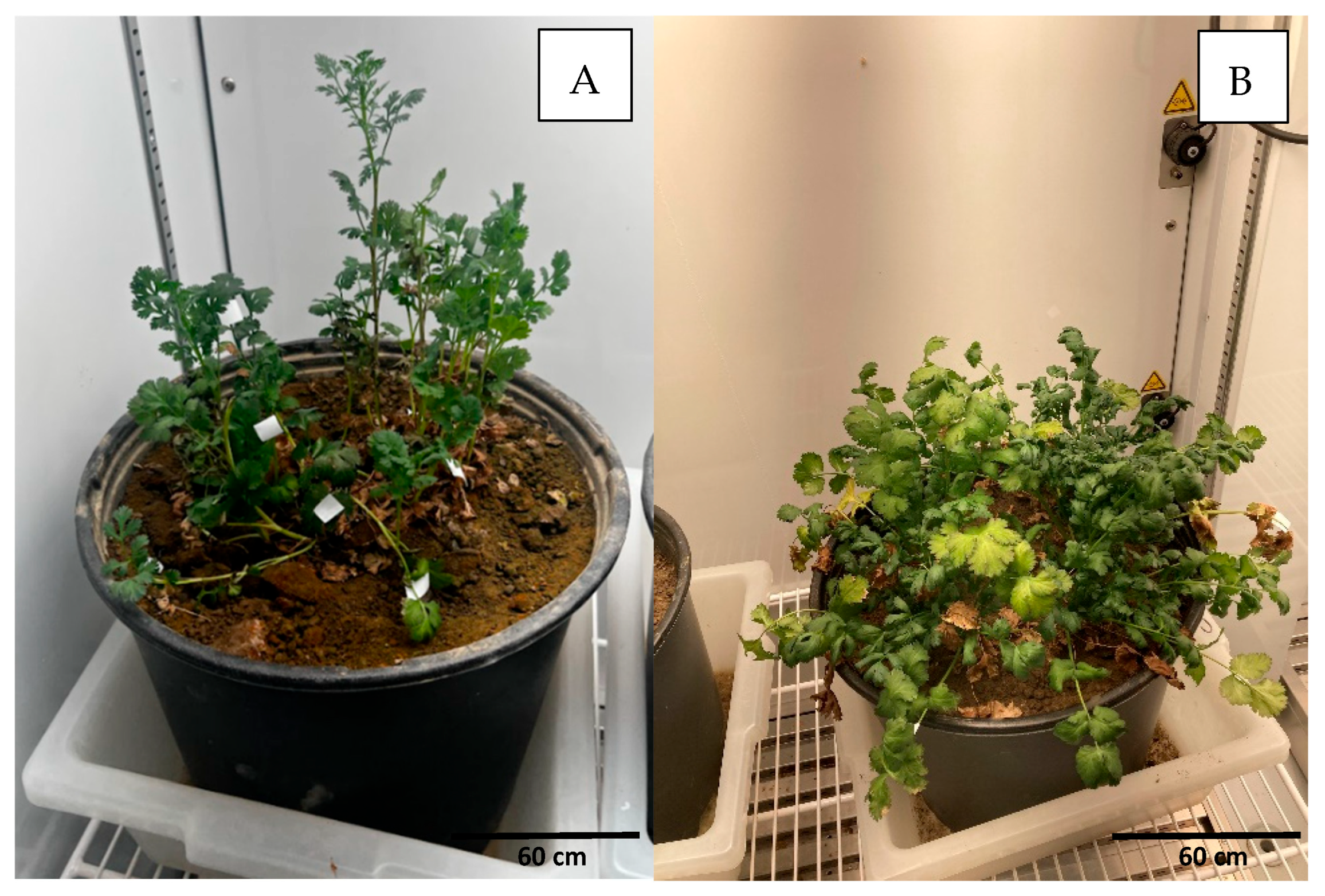 Pathogens 14 00430 g004 Pathogens 14 00430 g004