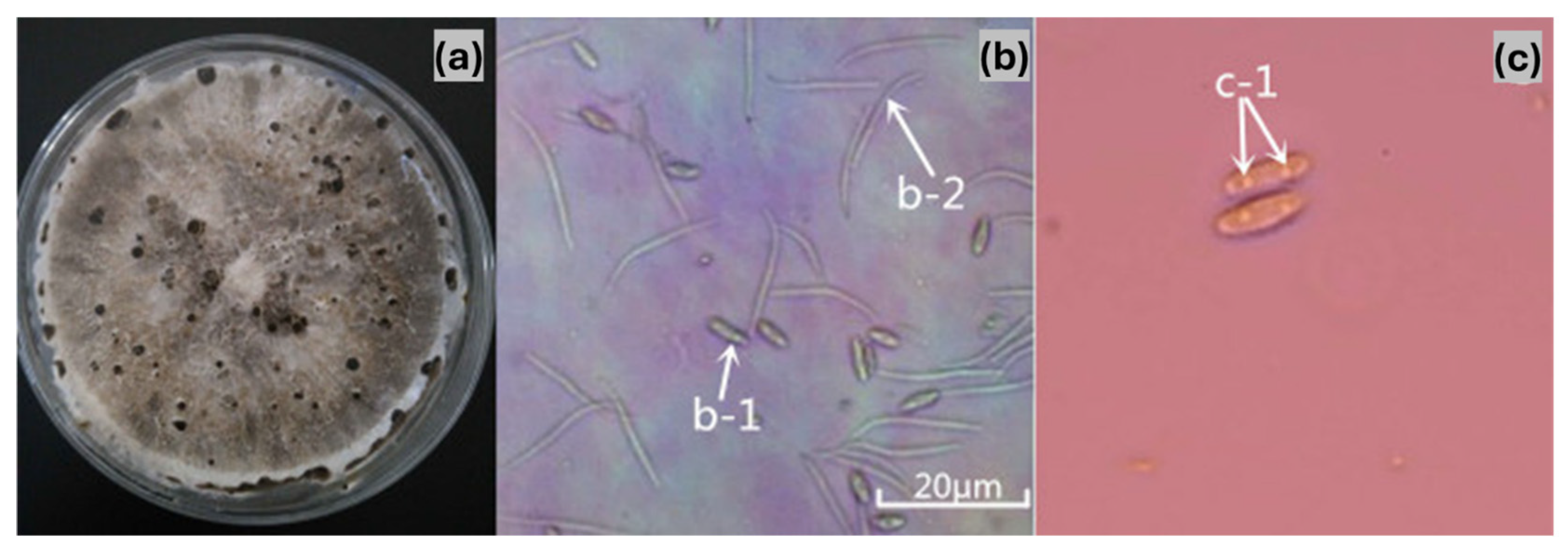 Pathogens 14 00432 g002